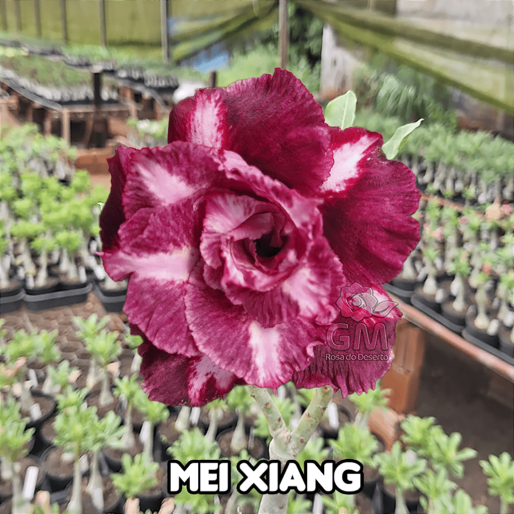 Rosa do Deserto - ENXERTO ADULTO - MEI XIANG - Gm Rosa Do Deserto