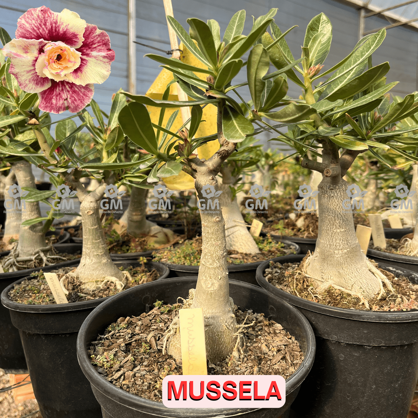 - Rosa do Deserto - ENXERTO ADULTO - MUSSELA - Gm Rosa Do Deserto