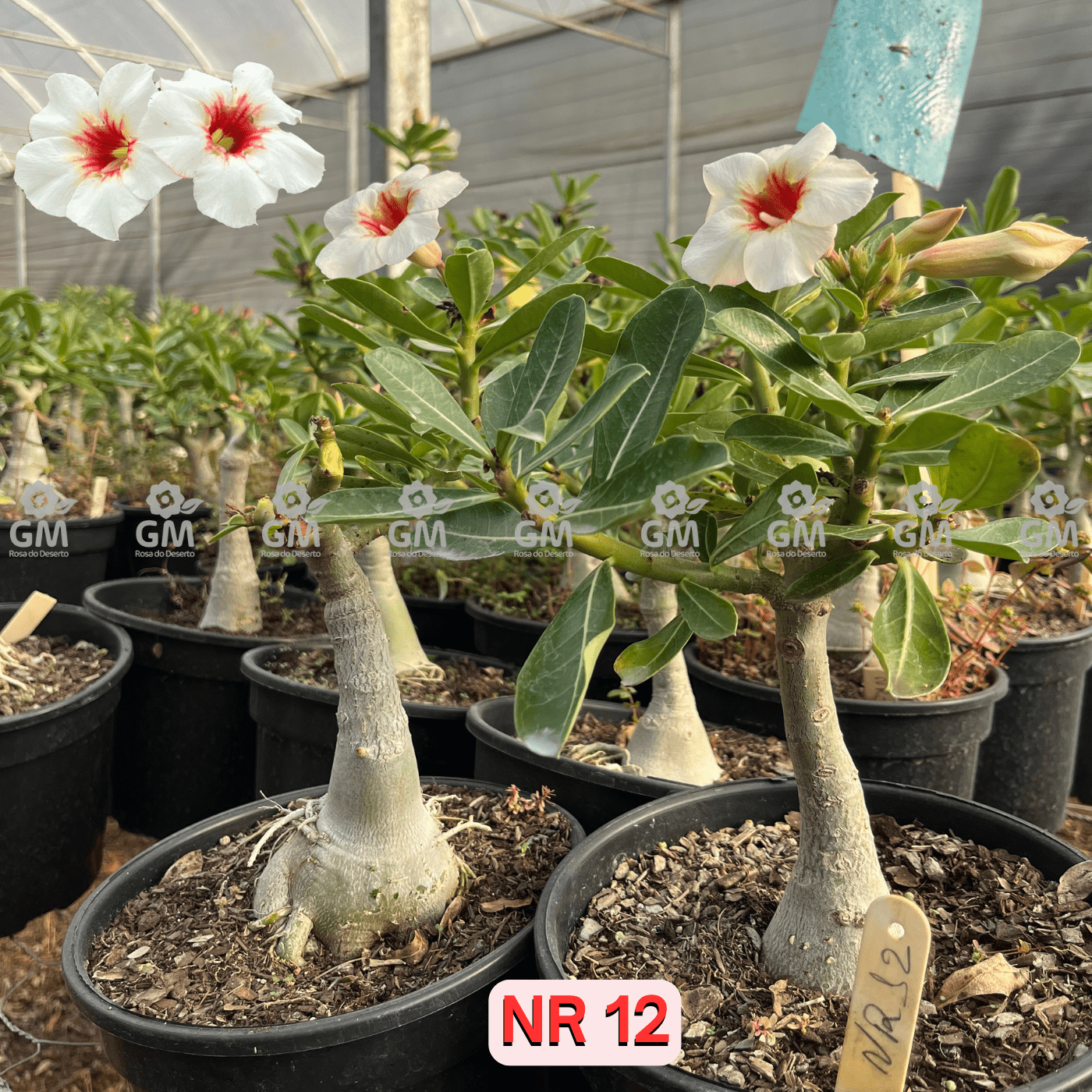 - Rosa do Deserto - ENXERTO ADULTO - NR 12 - Gm Rosa Do Deserto