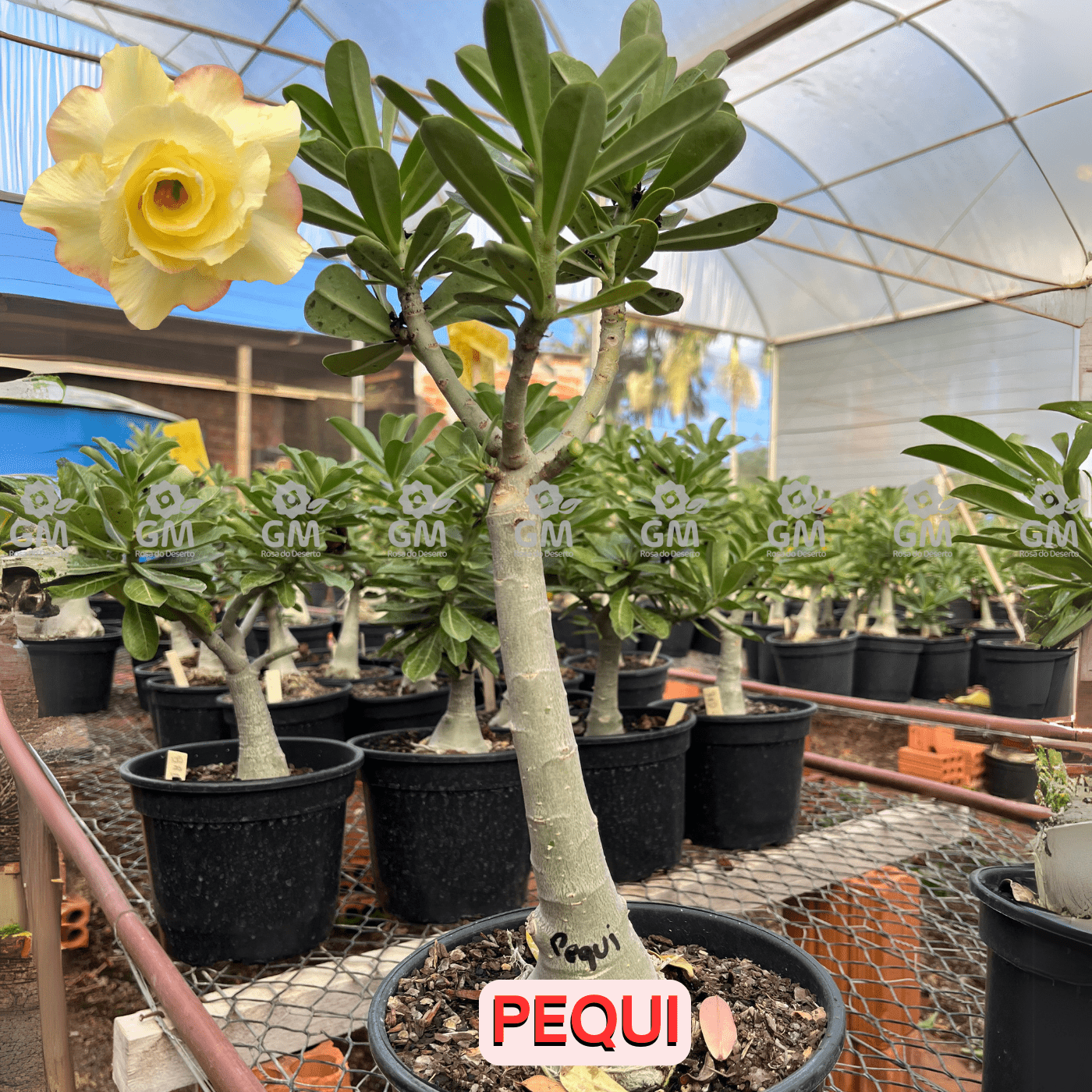 Rosa do Deserto - ENXERTO ADULTO - PEQUI - Gm Rosa Do Deserto