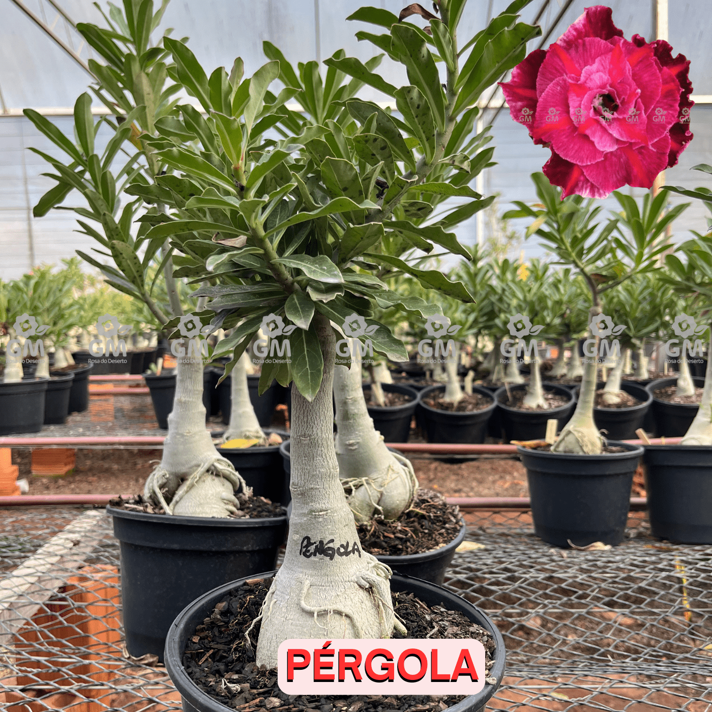 Rosa do Deserto - ENXERTO ADULTO - PERGOLA - Gm Rosa Do Deserto