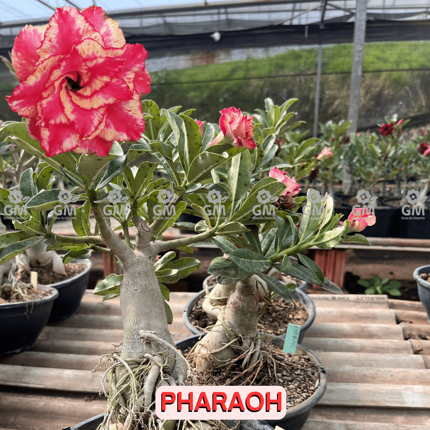 - Rosa do Deserto - ENXERTO ADULTO - PHARAOH - Gm Rosa Do Deserto