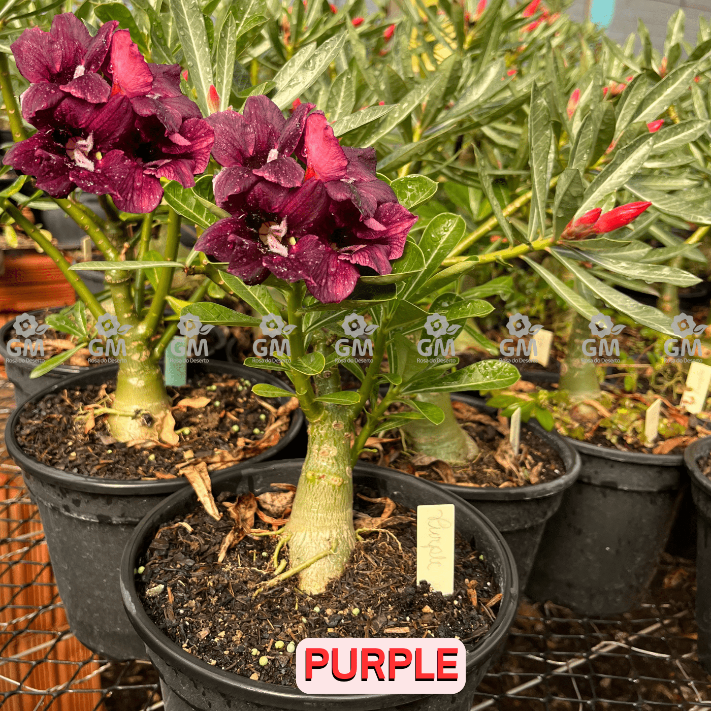 - Rosa do Deserto - ENXERTO ADULTO - PURPLE - Gm Rosa Do Deserto