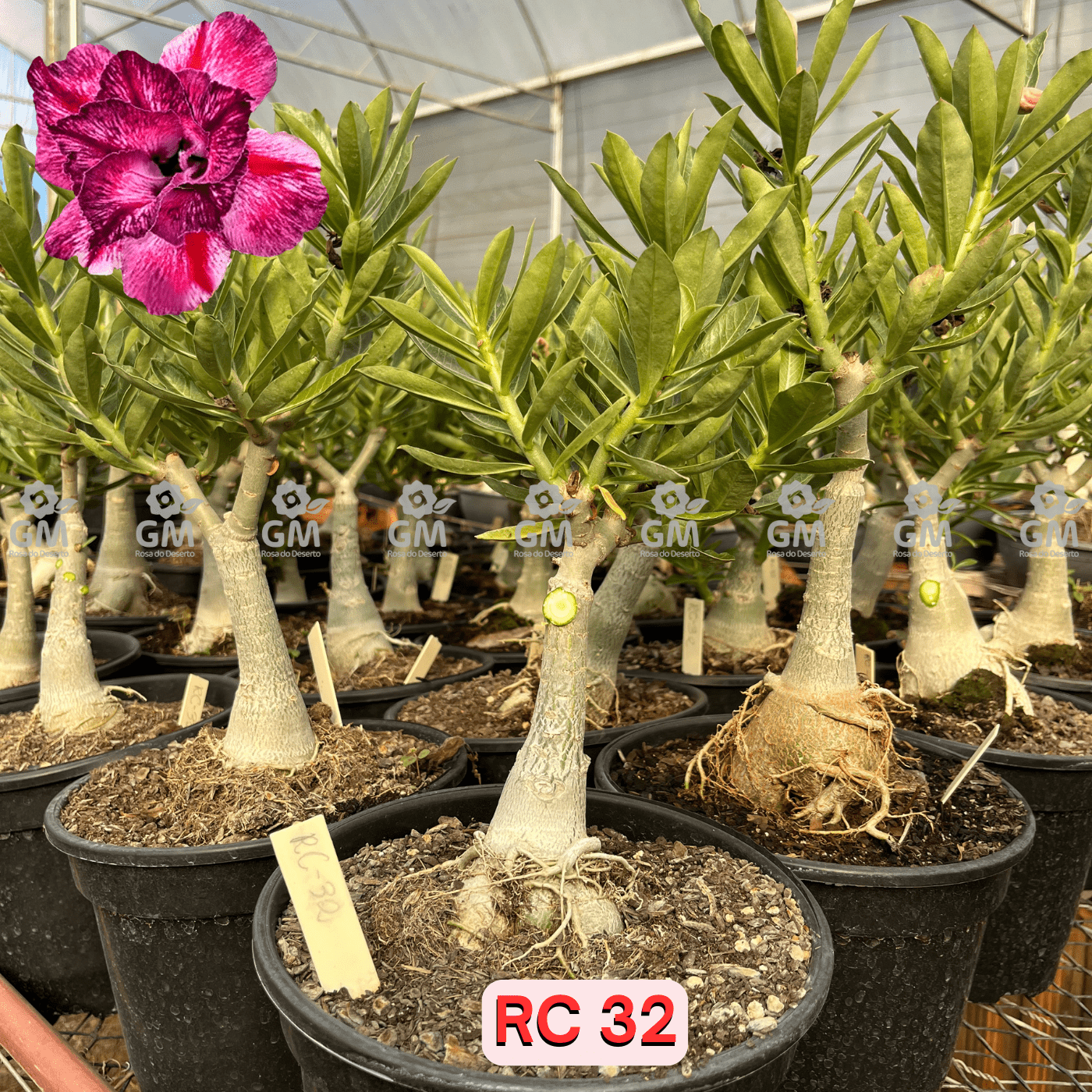 Rosa do Deserto - ENXERTO ADULTO - RC 32 - Gm Rosa Do Deserto