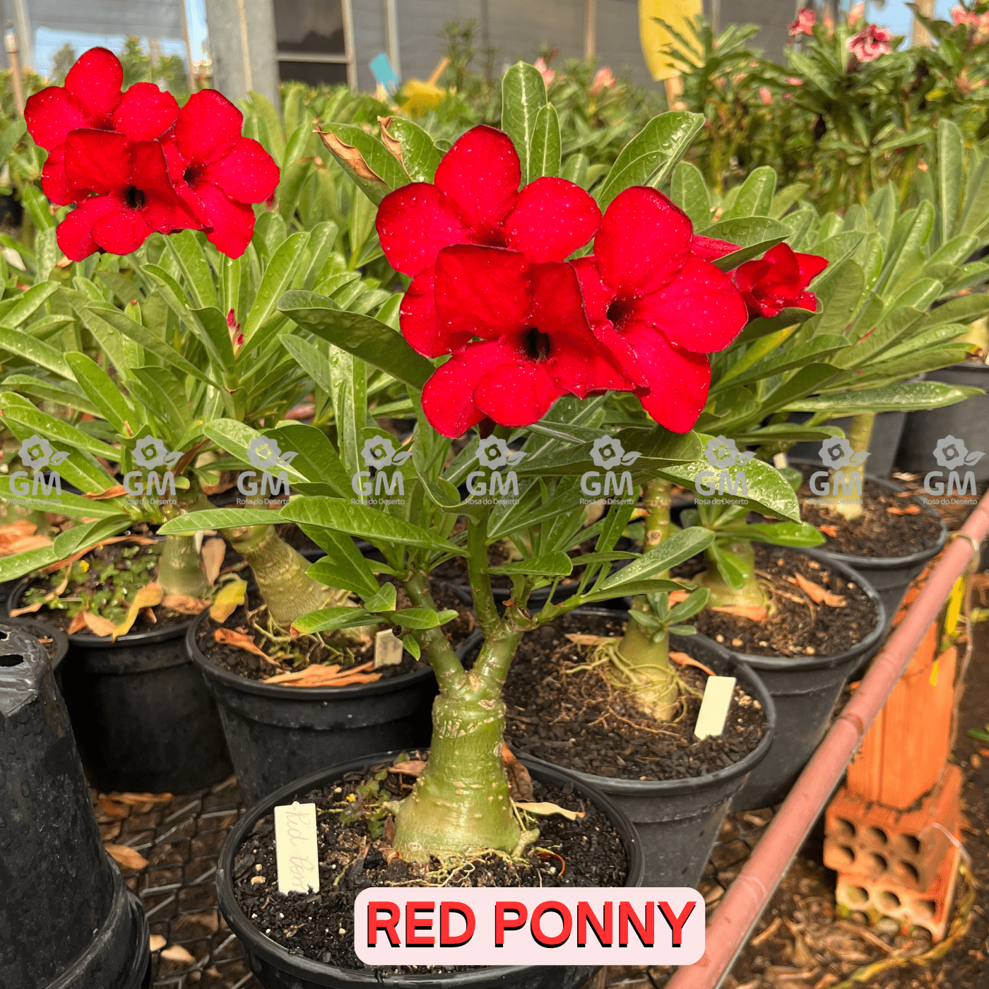 - Rosa do Deserto - ENXERTO ADULTO - RED PONNY - Gm Rosa Do Deserto