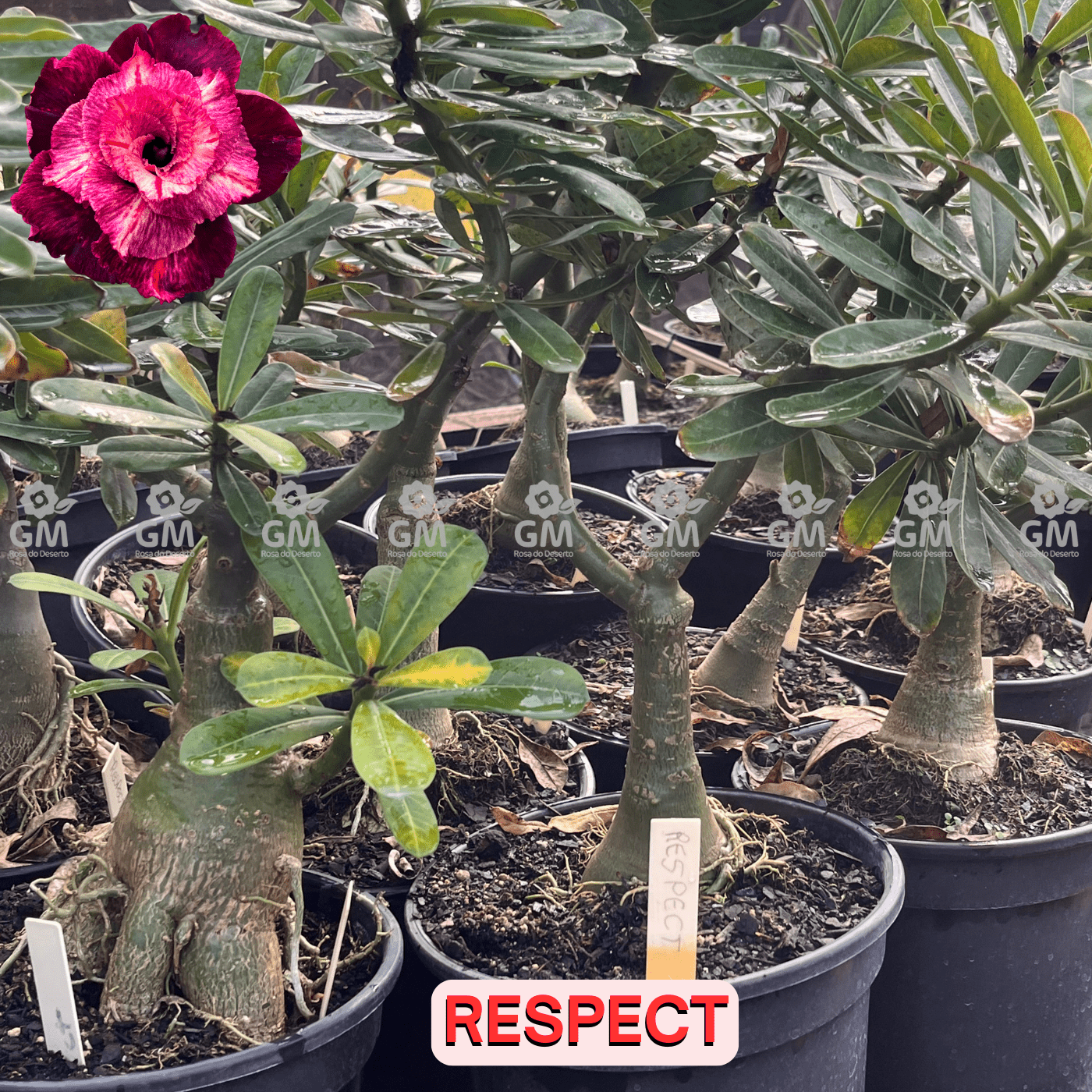 - Rosa do Deserto - ENXERTO ADULTO - RESPECT - Gm Rosa Do Deserto