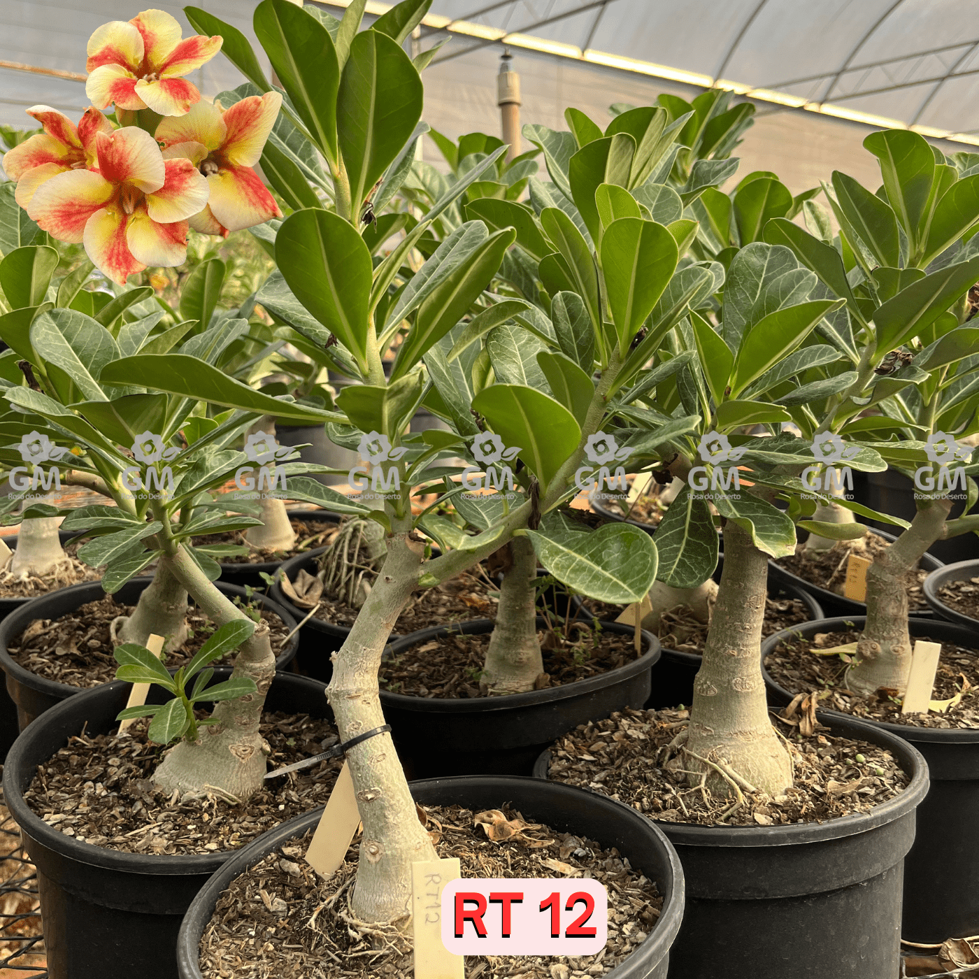 Rosa do Deserto - ENXERTO ADULTO - RT 12 - Gm Rosa Do Deserto