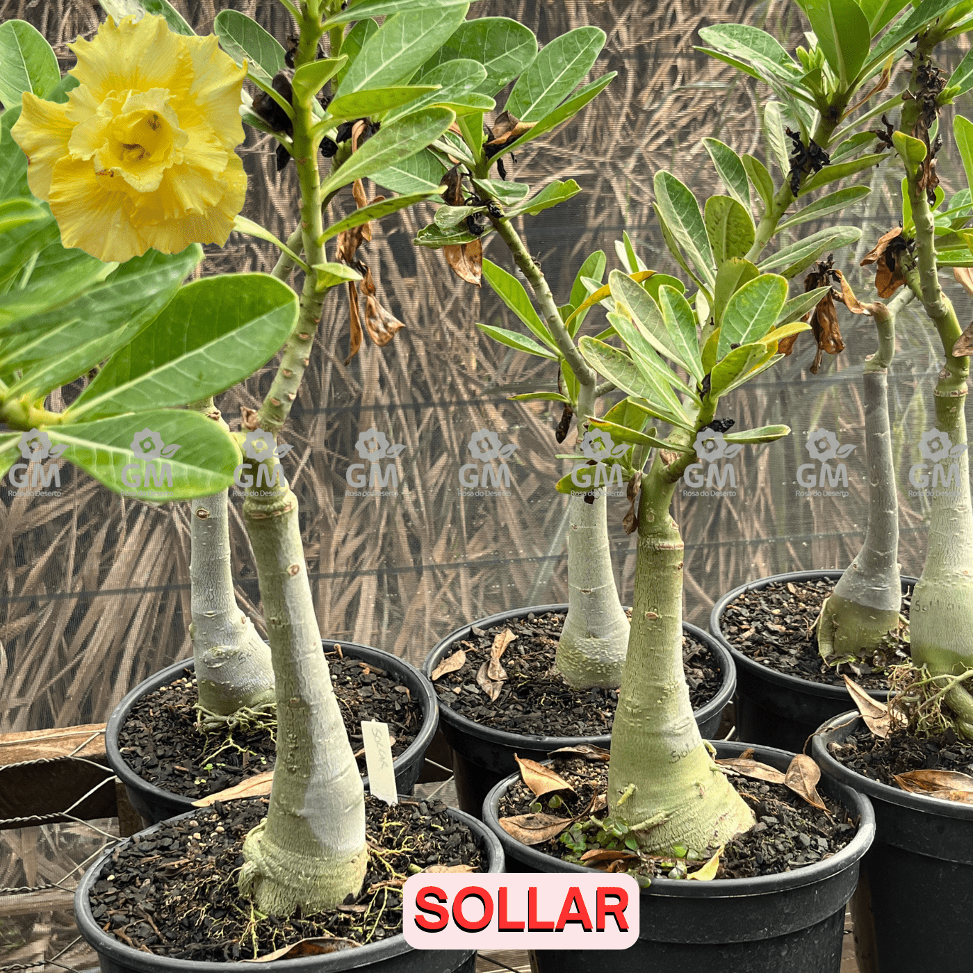 - Rosa do Deserto - ENXERTO ADULTO - SOLLAR - Gm Rosa Do Deserto
