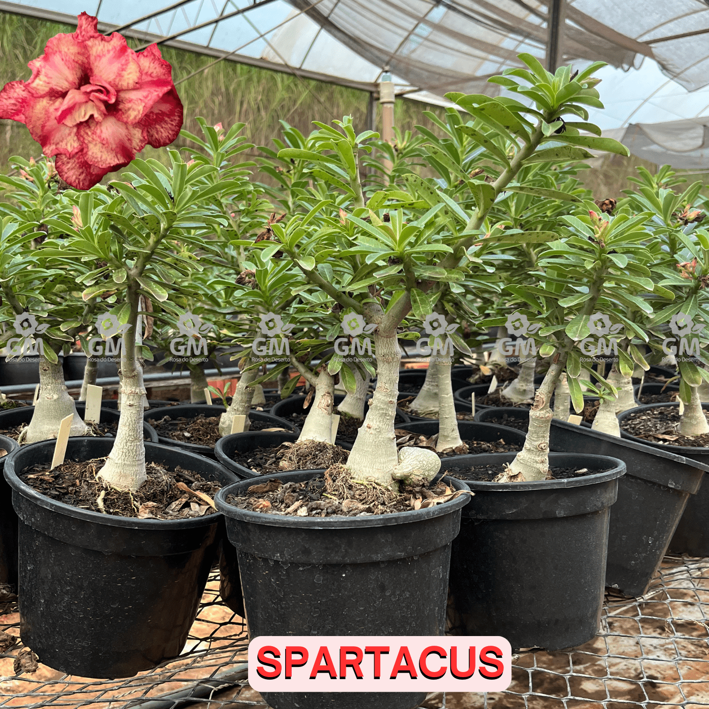 Rosa do Deserto - ENXERTO ADULTO - SPARTACUS - Gm Rosa Do Deserto