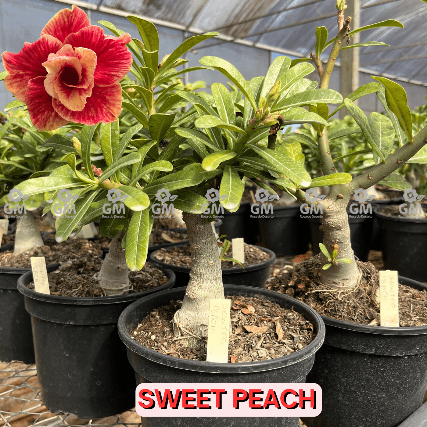 Rosa do Deserto - ENXERTO ADULTO - SWEET PEACH - Gm Rosa Do Deserto
