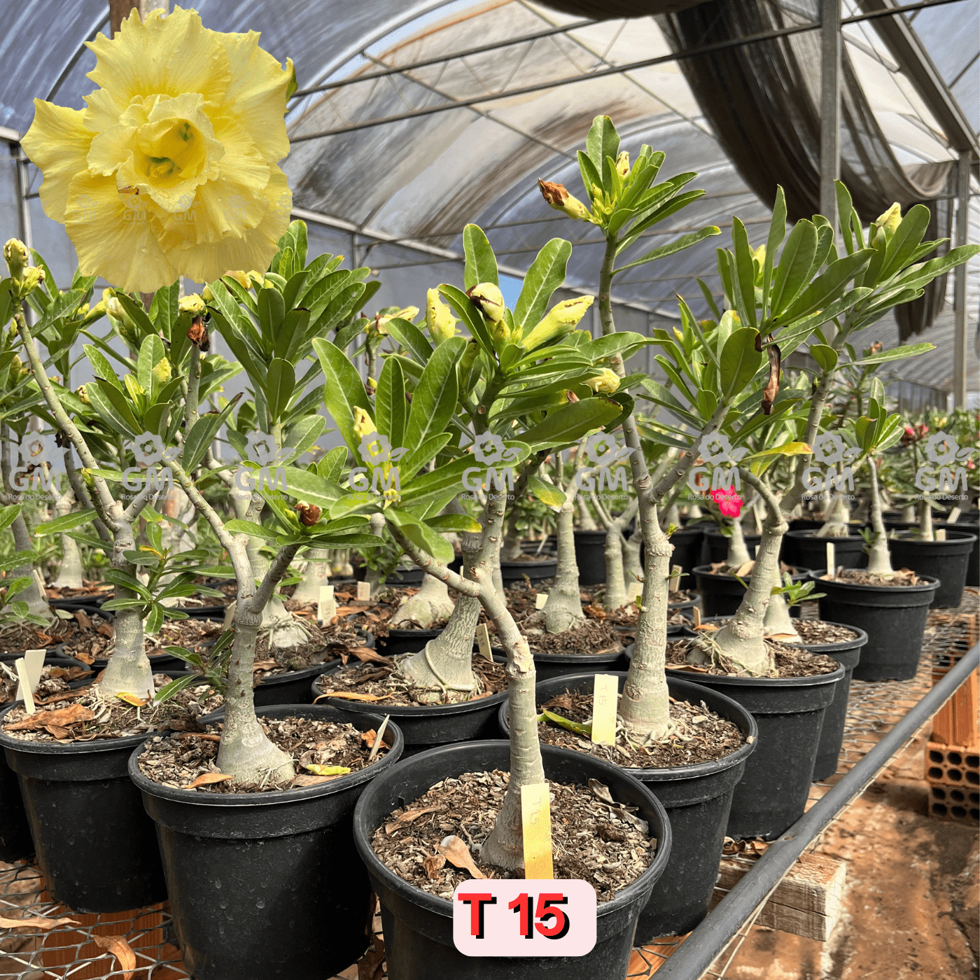 Rosa do Deserto - ENXERTO ADULTO - T 15 - Gm Rosa Do Deserto