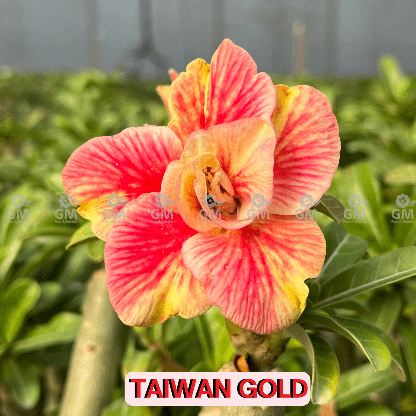 Rosa do Deserto - ENXERTO ADULTO - TAIWAN GOLD - Gm Rosa Do Deserto