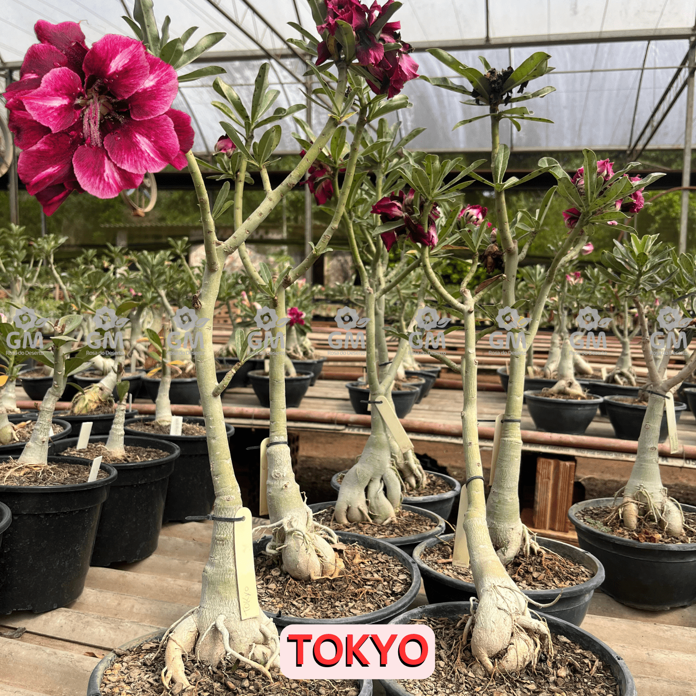 - Rosa do Deserto - ENXERTO ADULTO - TOKYO - Gm Rosa Do Deserto