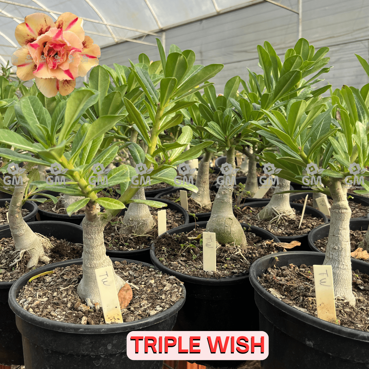 - Rosa do Deserto - ENXERTO ADULTO - TRIPLE WISH ( PERFUMADA ) - Gm Rosa Do Deserto