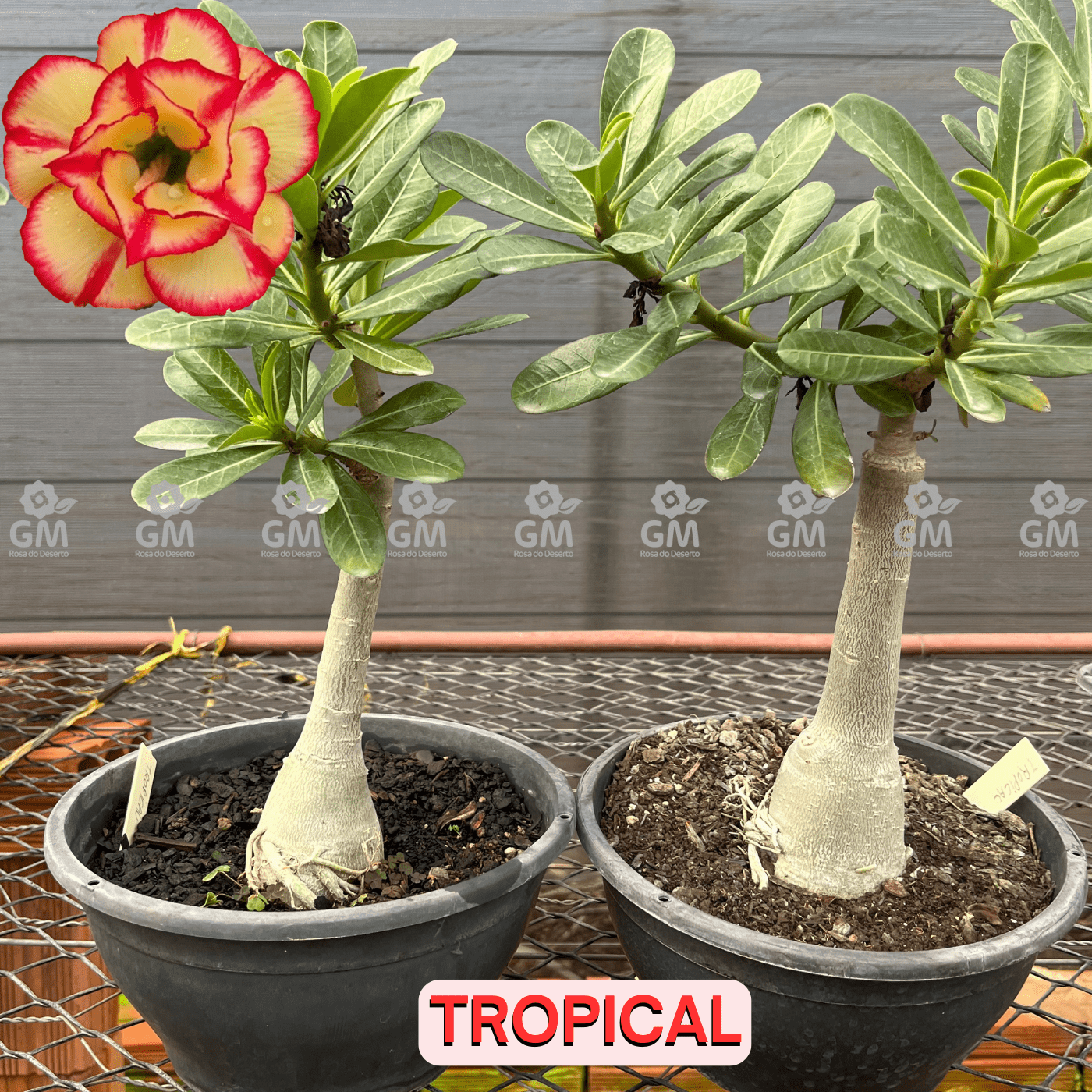 Rosa do Deserto - ENXERTO ADULTO - TROPICAL - Gm Rosa Do Deserto