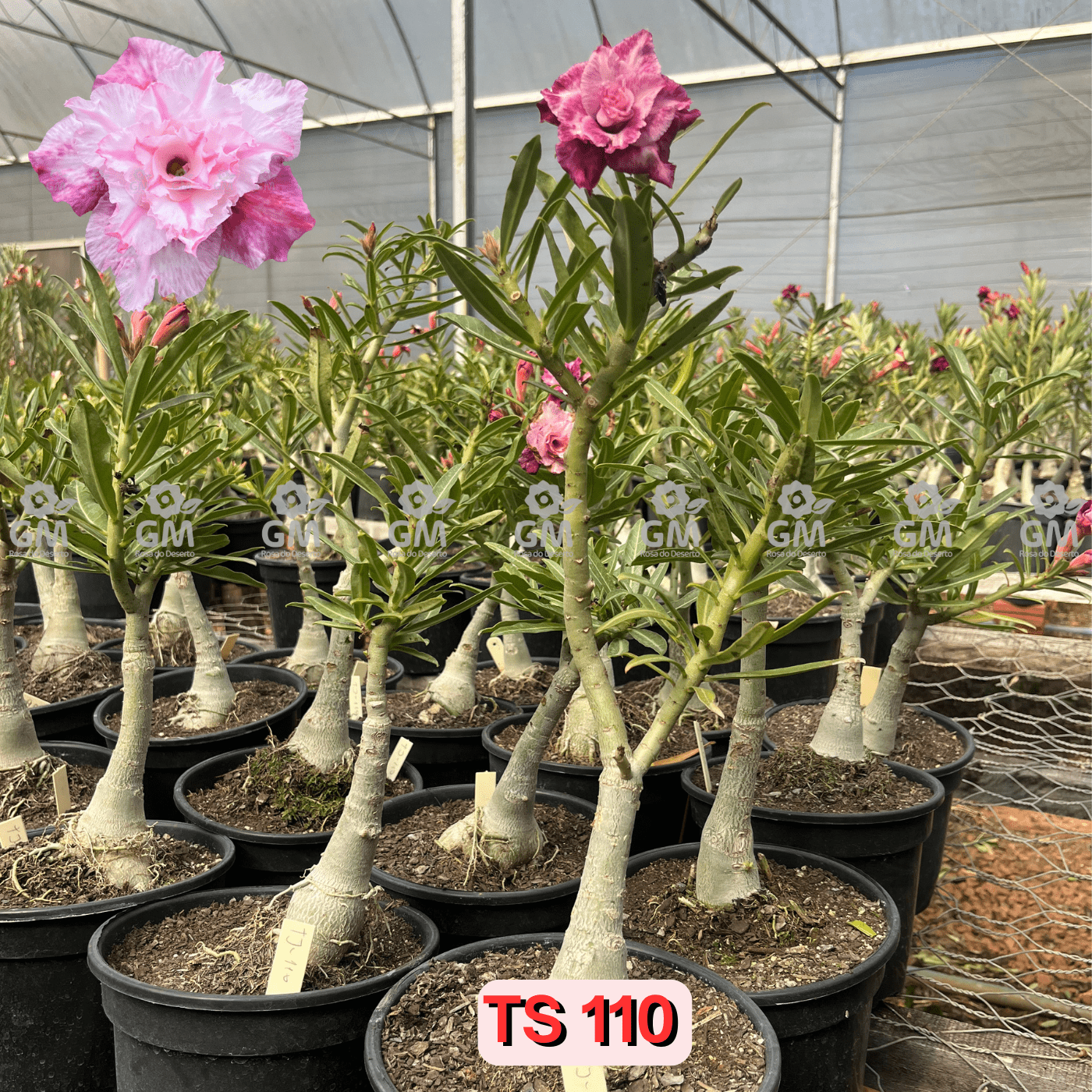 Rosa do Deserto - ENXERTO ADULTO - TS 110 - Gm Rosa Do Deserto