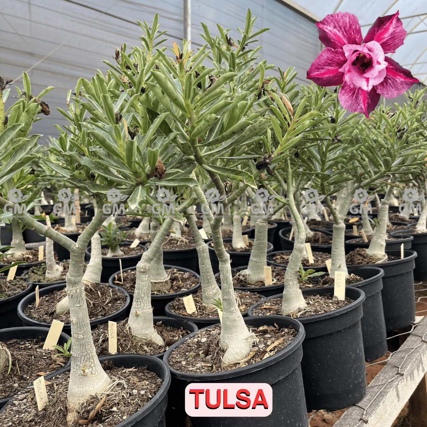 Rosa do Deserto - ENXERTO ADULTO - TULSA - Gm Rosa Do Deserto