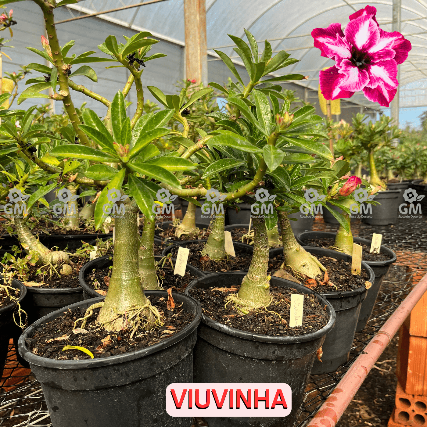 - Rosa do Deserto - ENXERTO ADULTO - VIUVINHA - Gm Rosa Do Deserto