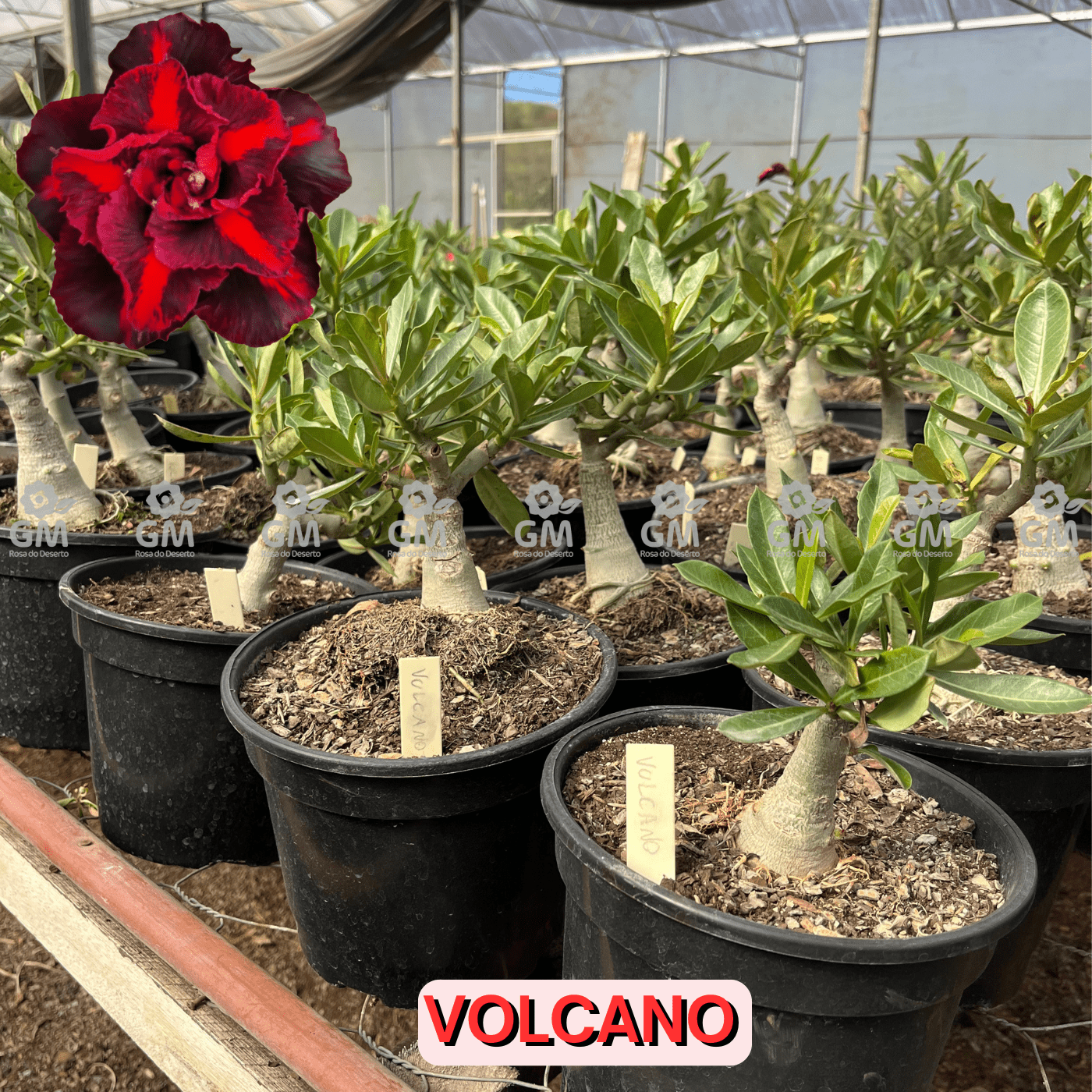 Rosa do Deserto - ENXERTO ADULTO - VOLCANO - Gm Rosa Do Deserto