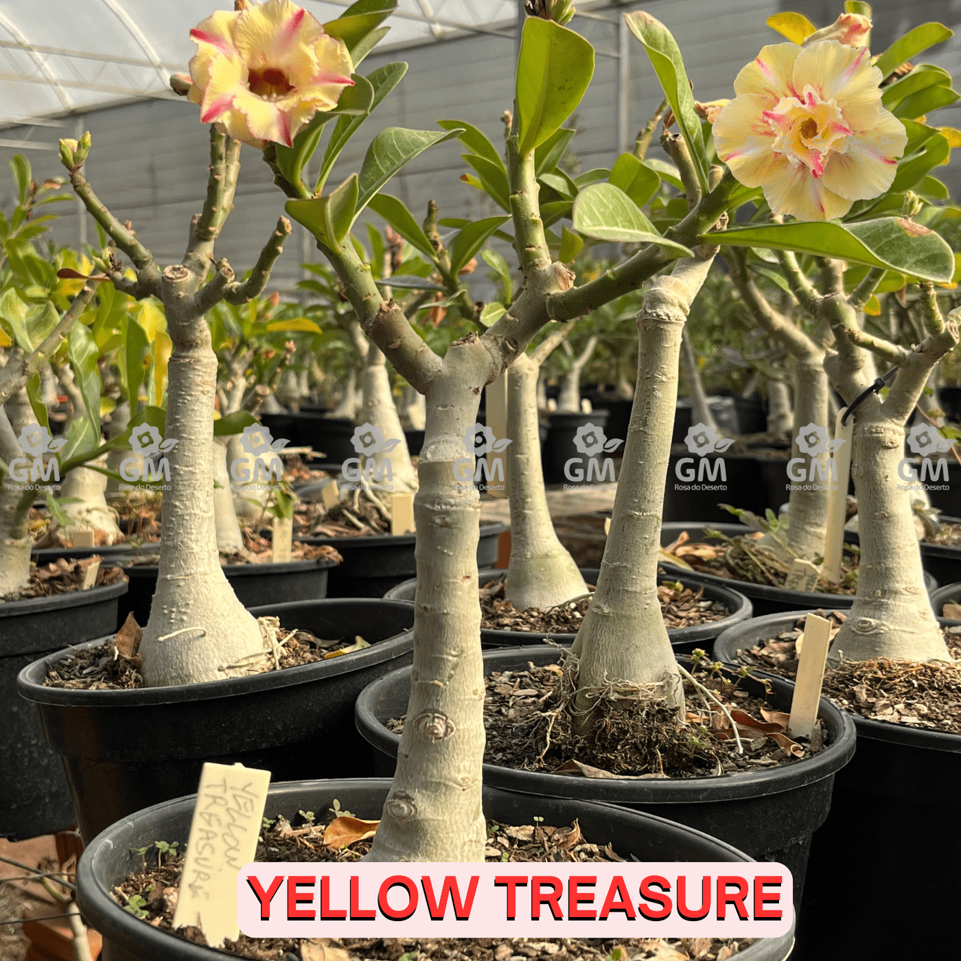 - Rosa do Deserto - ENXERTO ADULTO - YELLOW TREASURE - Gm Rosa Do Deserto