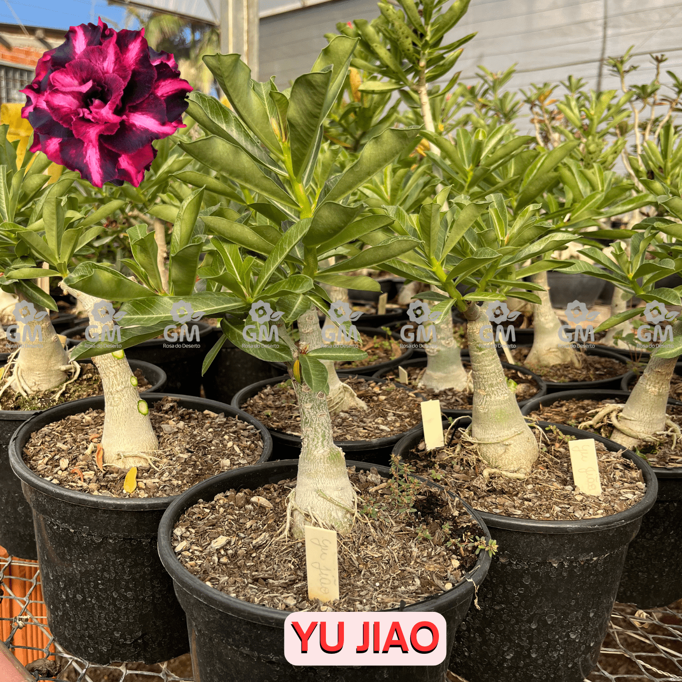 Rosa do Deserto - ENXERTO ADULTO - YU JIAO - Gm Rosa Do Deserto