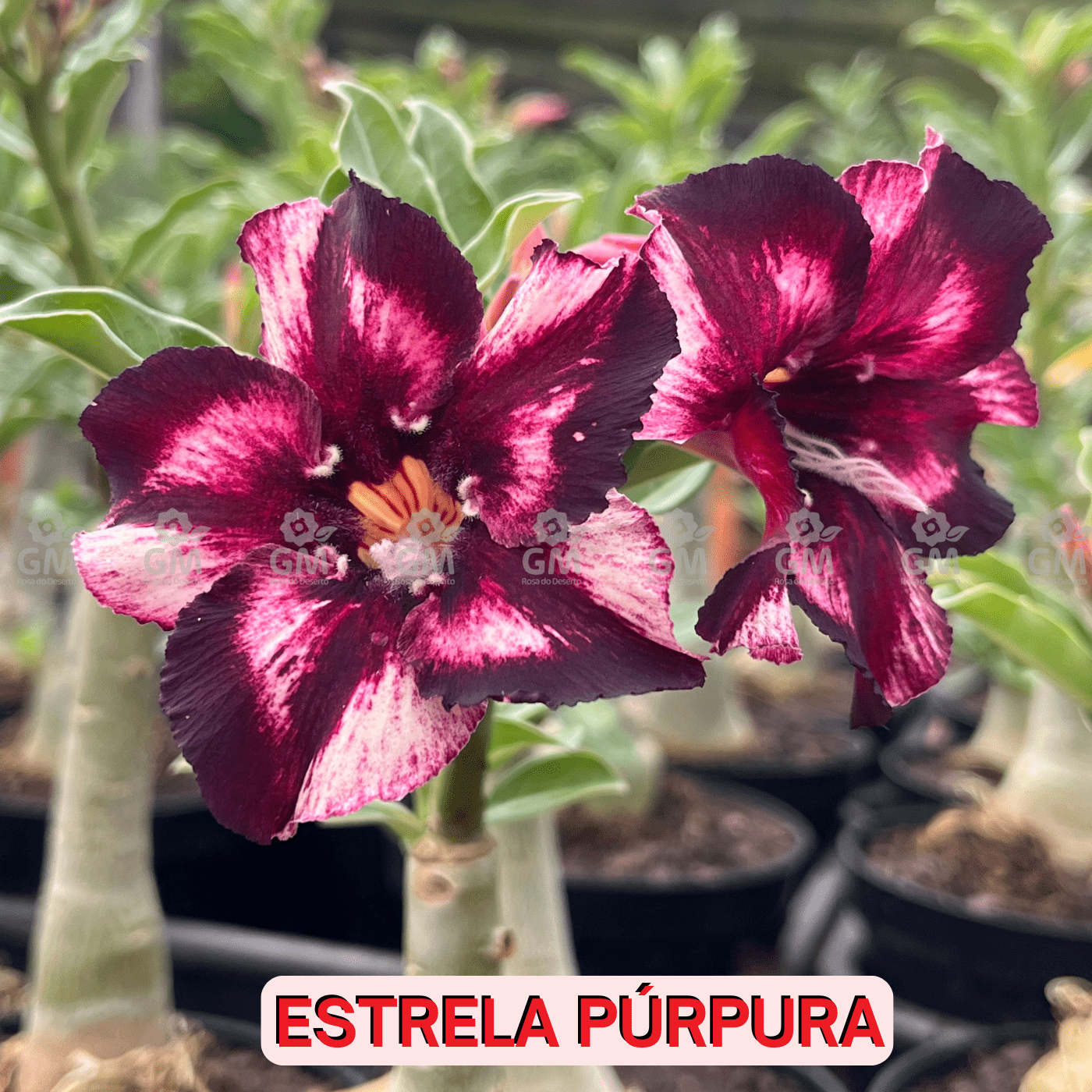 - Rosa do Deserto - ESTRELA PÚRPURA - Gm Rosa Do Deserto