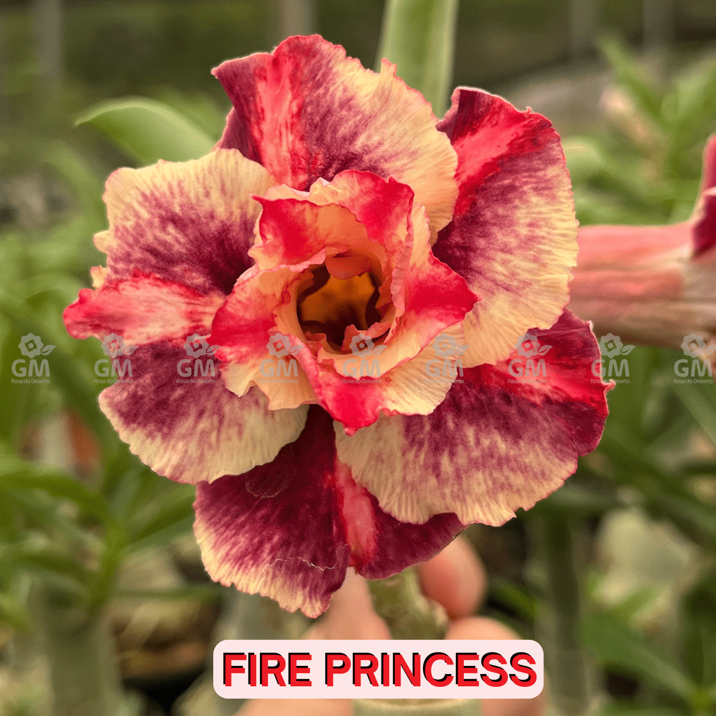 - Rosa do Deserto - FIRE PRINCESS - Gm Rosa Do Deserto