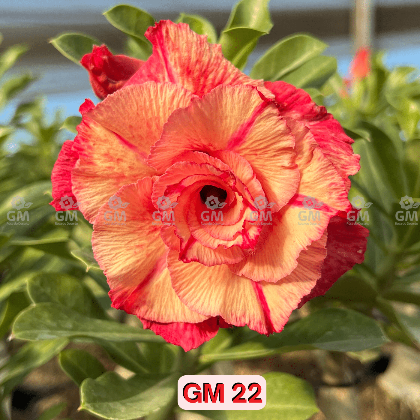 - Rosa do Deserto - GM 22 ( FLOR GRANDE E MULTIPÉTALAS ) - Gm Rosa Do Deserto