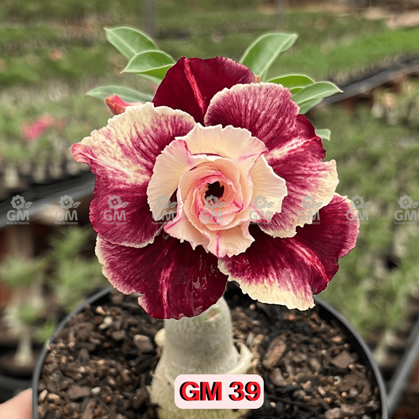 - Rosa do Deserto - GM 39 - Gm Rosa Do Deserto