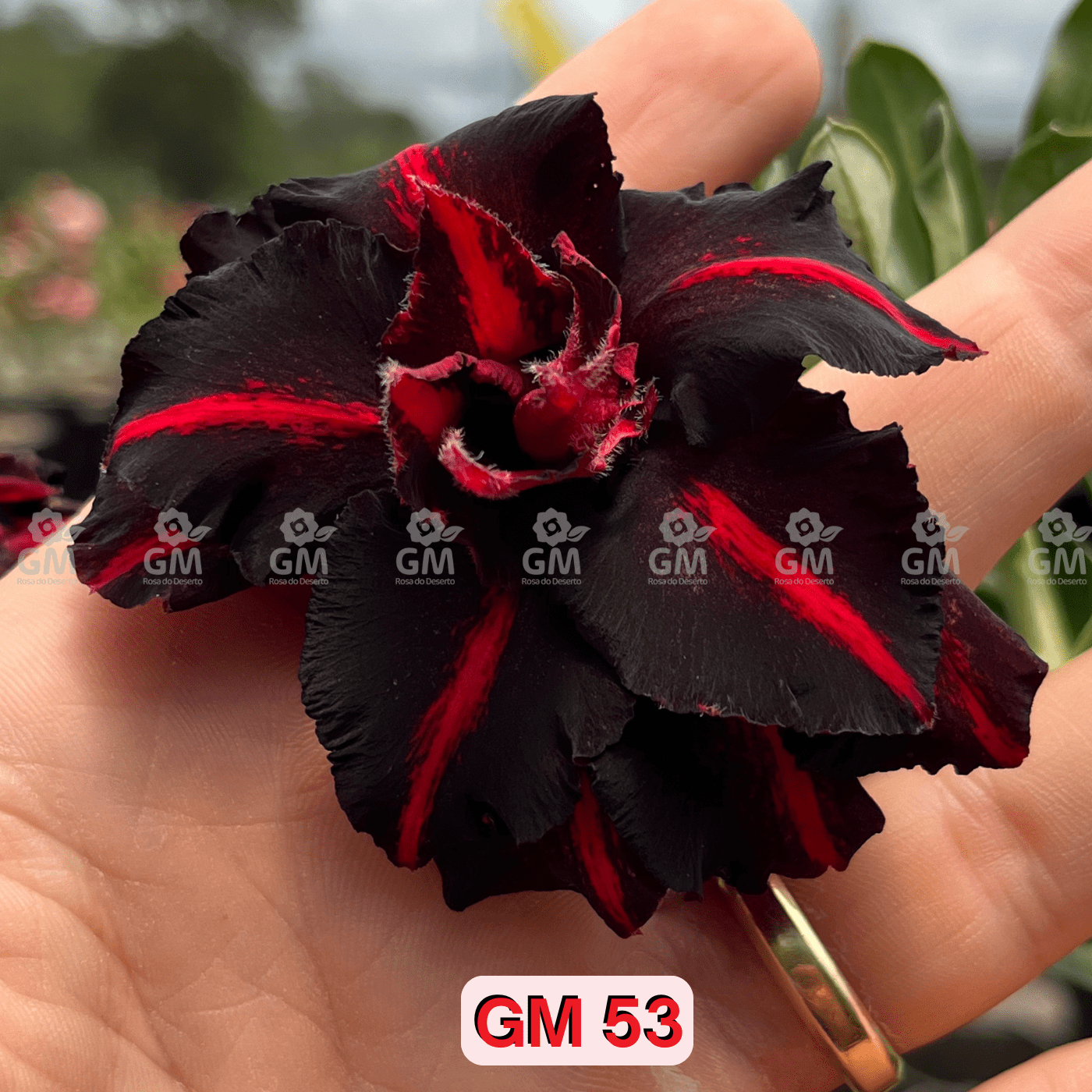 - Rosa do Deserto - GM 53 ( FLOR TRIPLA ) - Gm Rosa Do Deserto