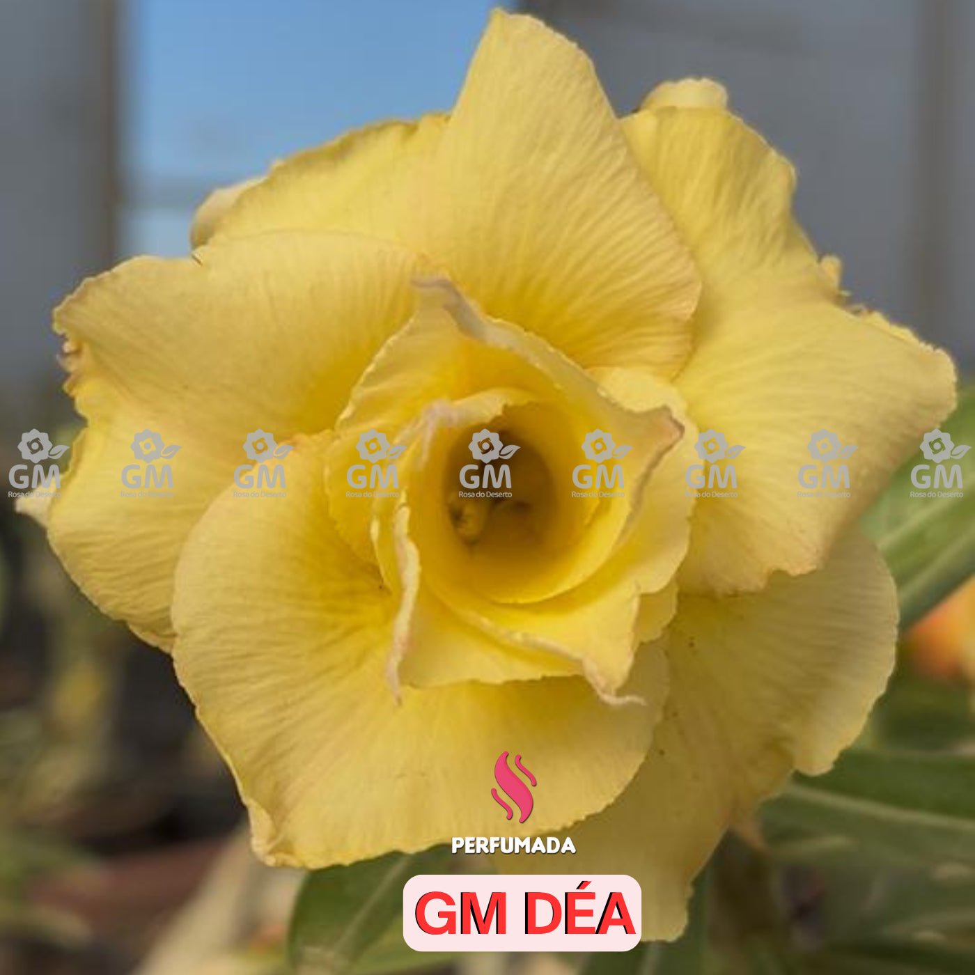 Rosa do Deserto - GM DÉA ( PERFUMADA ) - Gm Rosa Do Deserto