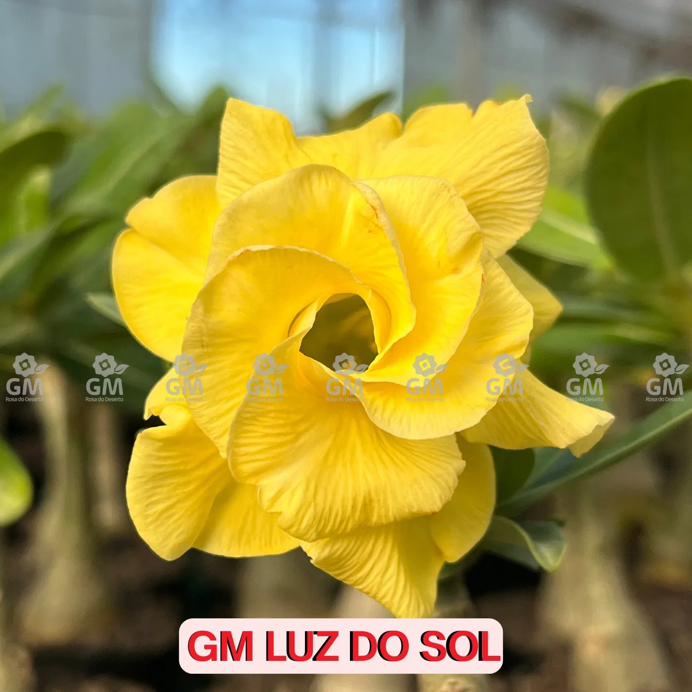 Rosa do Deserto - GM LUZ DO SOL - Gm Rosa Do Deserto