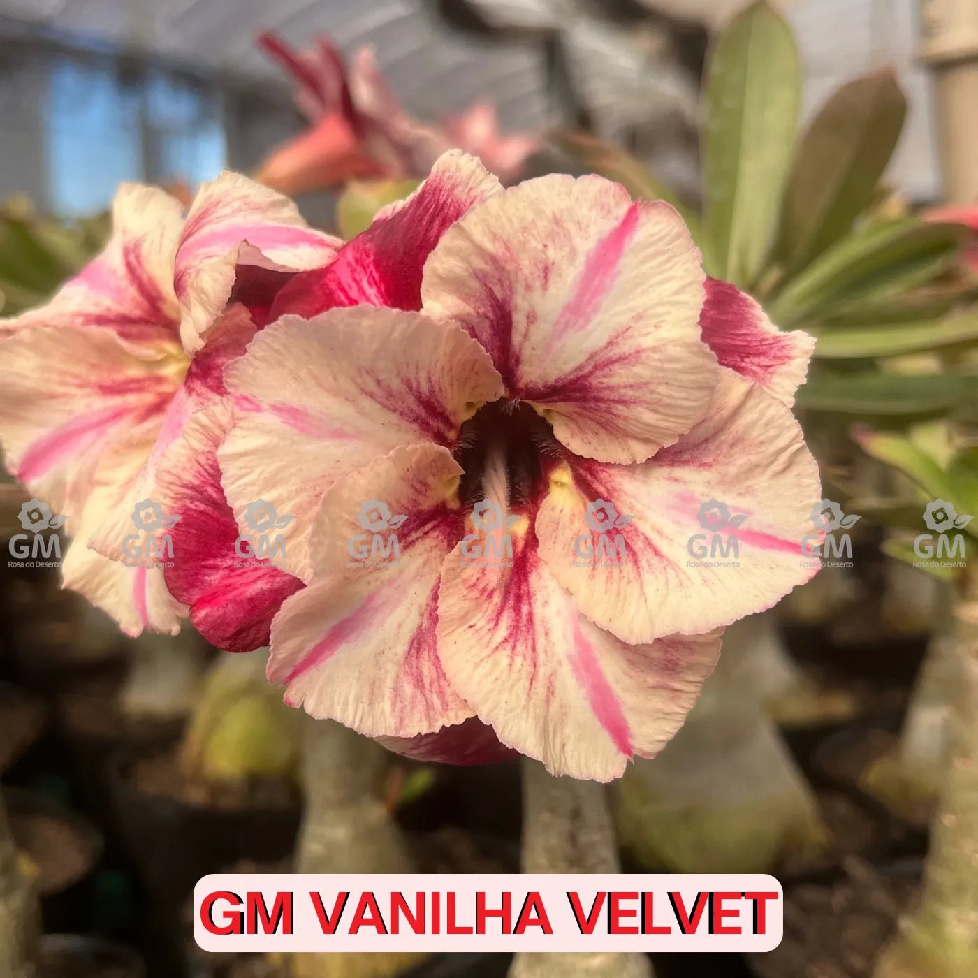 Rosa do Deserto - GM VANILHA VELVET - Gm Rosa Do Deserto