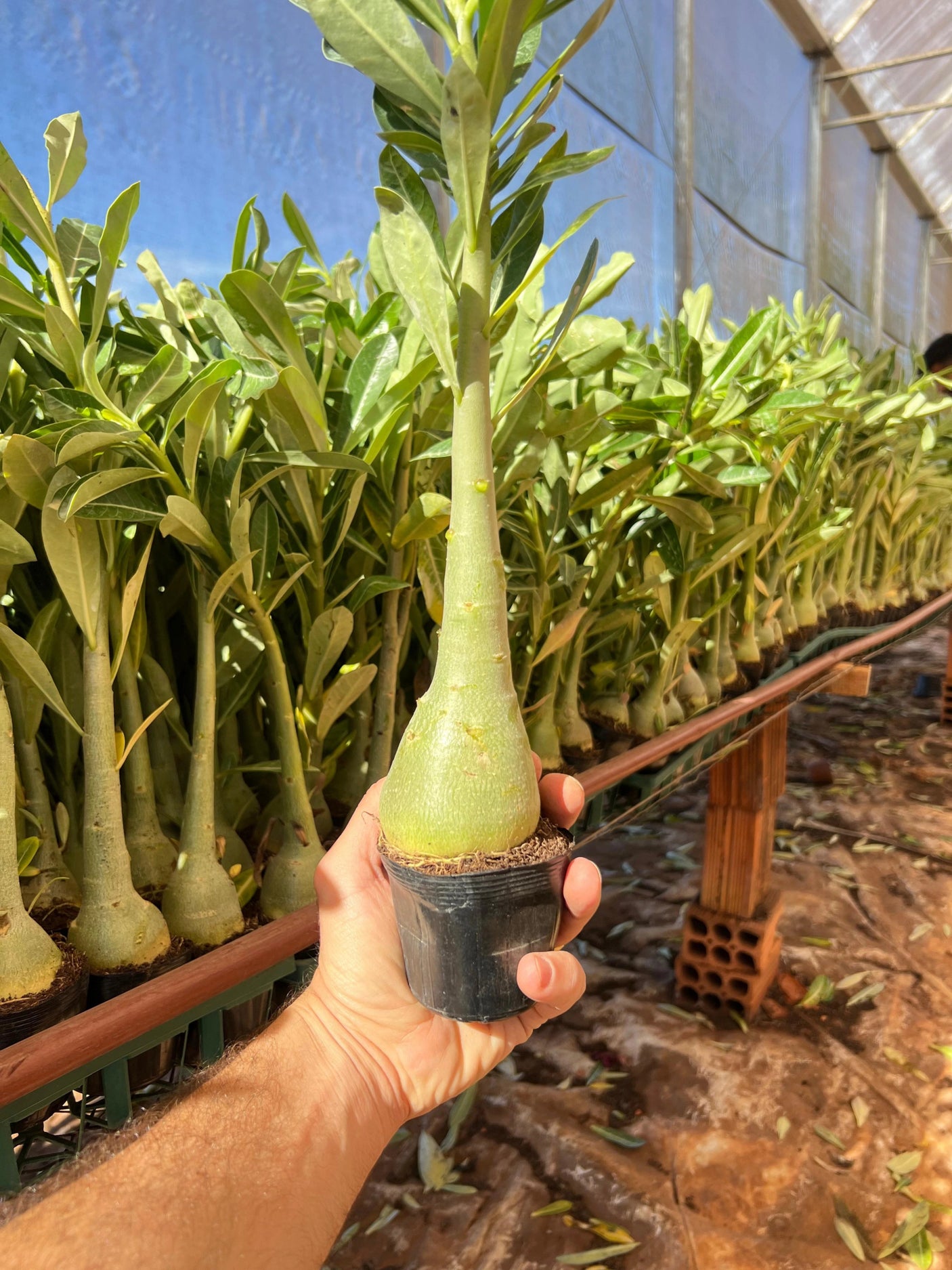 Rosa do Deserto - Kit COM 20 UN PORTA ENXERTO ( CAVALOS ) 20CM ACIMA - Gm Rosa Do Deserto