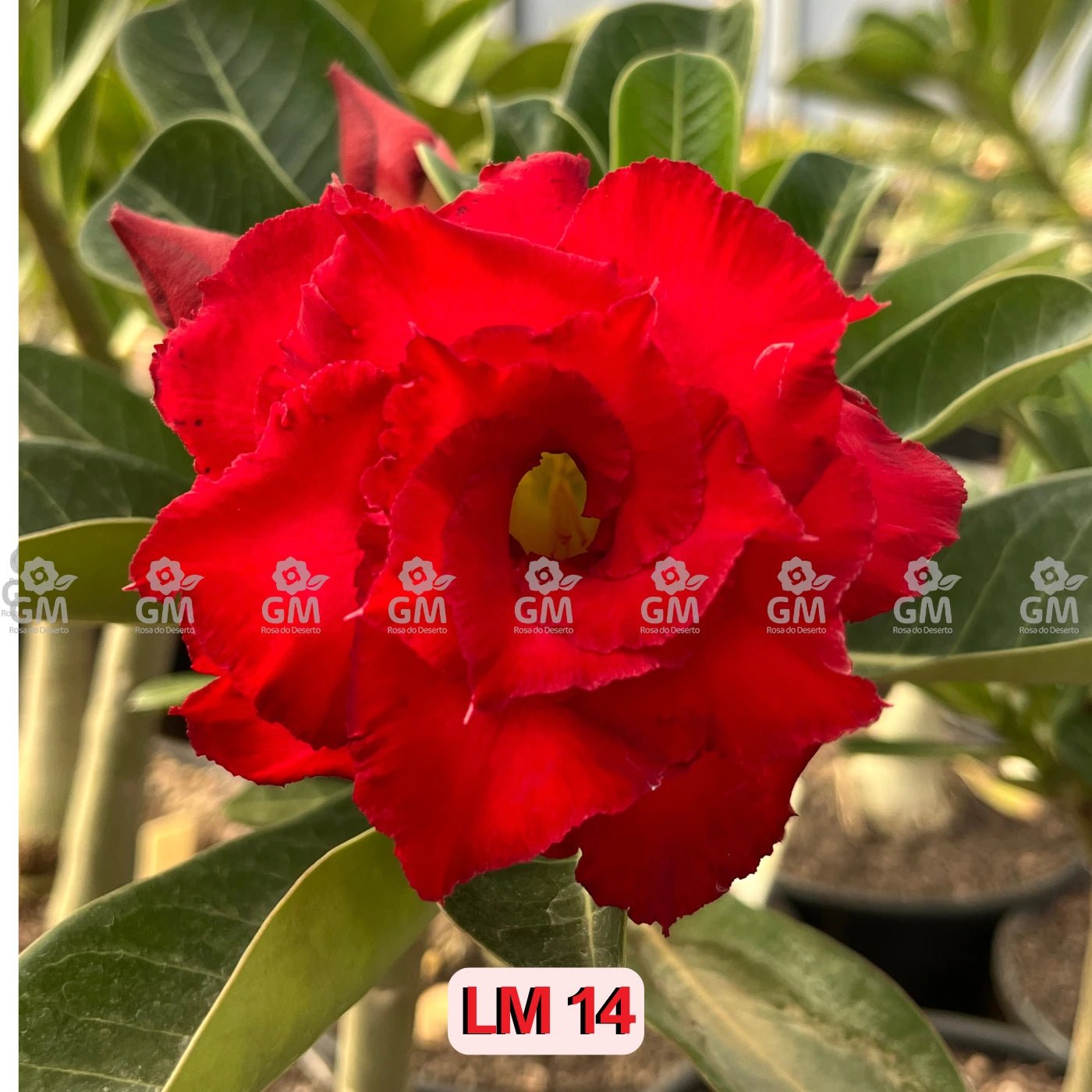 Rosa do Deserto - LM 14 - Gm Rosa Do Deserto