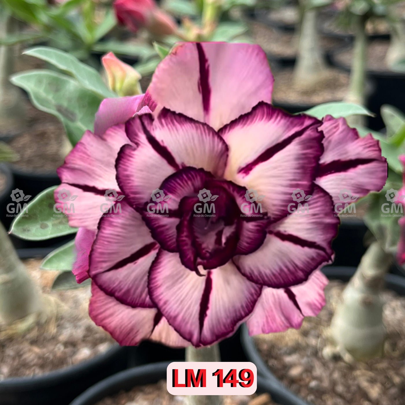 - Rosa do Deserto - LM 149 - Gm Rosa Do Deserto