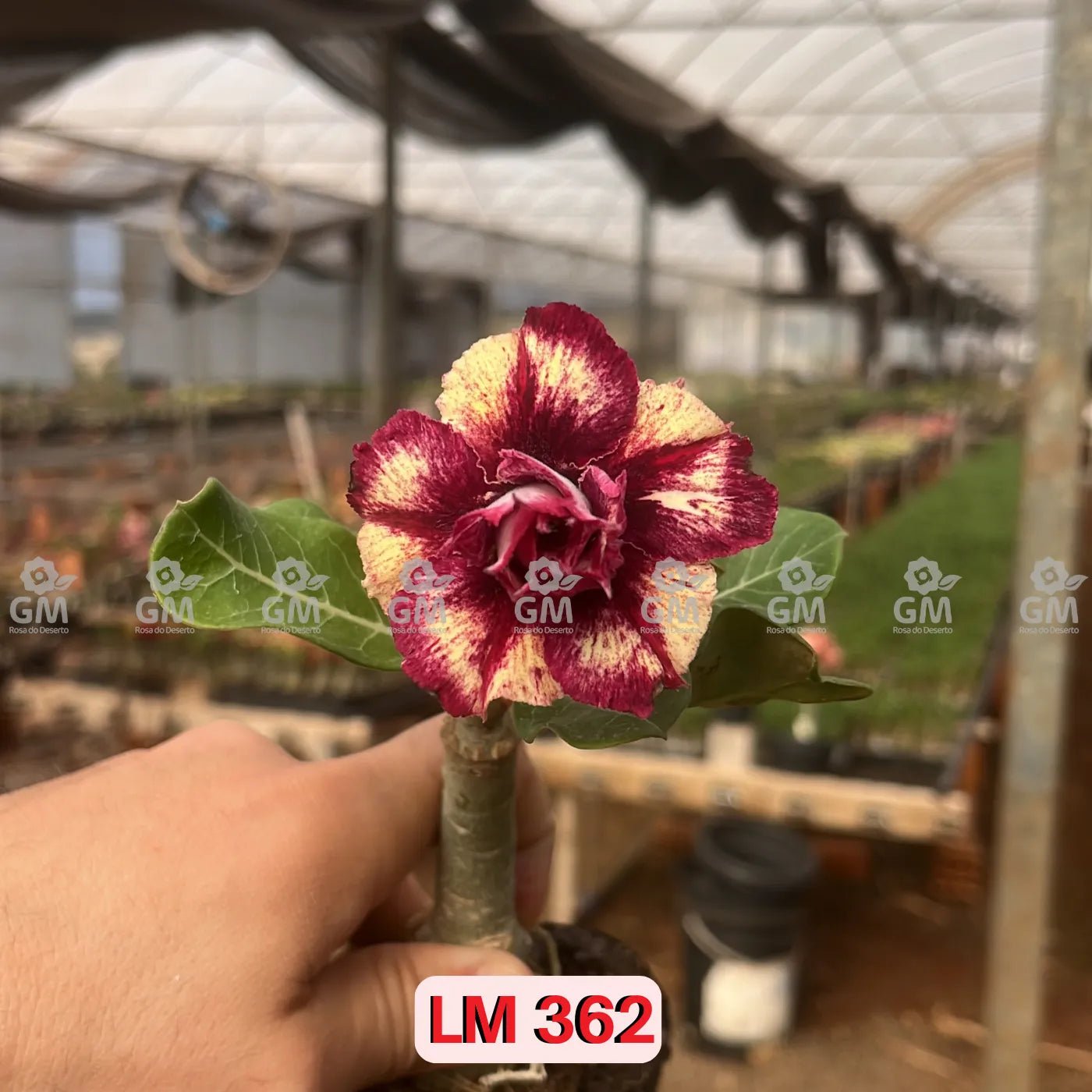 Rosa do Deserto - LM 362 - Gm Rosa Do Deserto