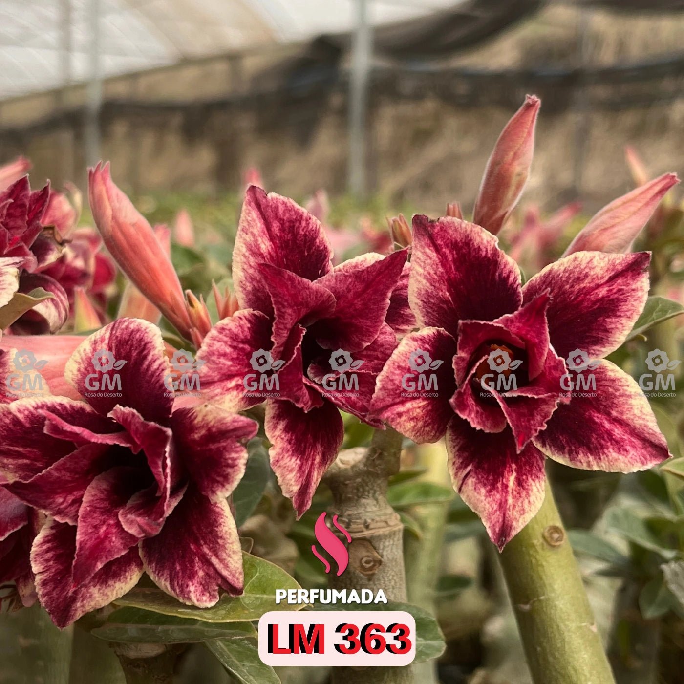 Rosa do Deserto - LM 363 ( PERFUMADA ) - Gm Rosa Do Deserto