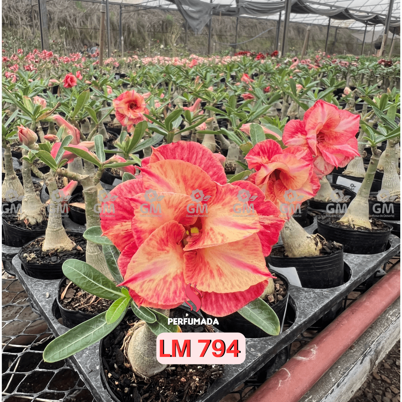 Rosa do Deserto - LM 794 - Gm Rosa Do Deserto