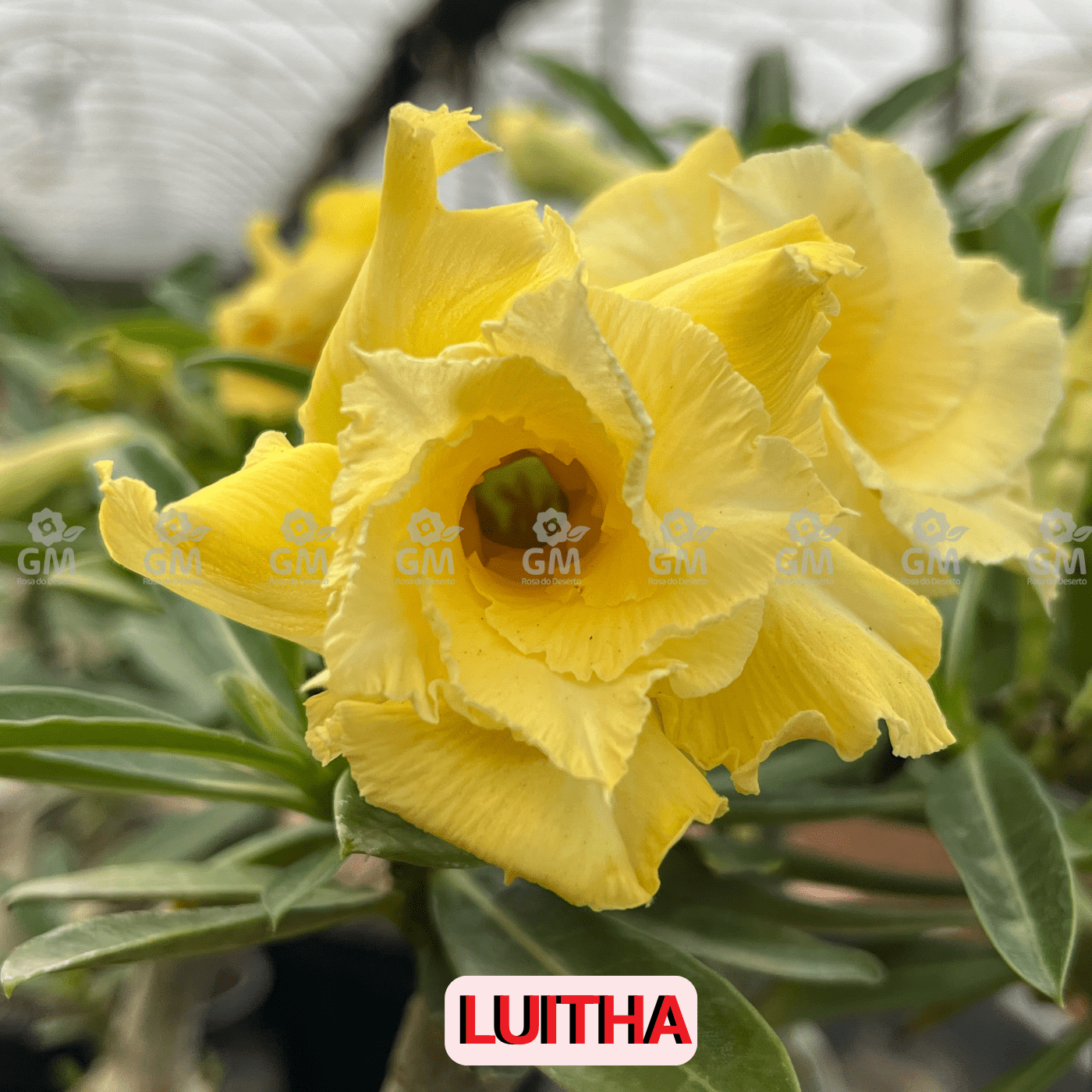 - Rosa do Deserto - LUITHA - Gm Rosa Do Deserto