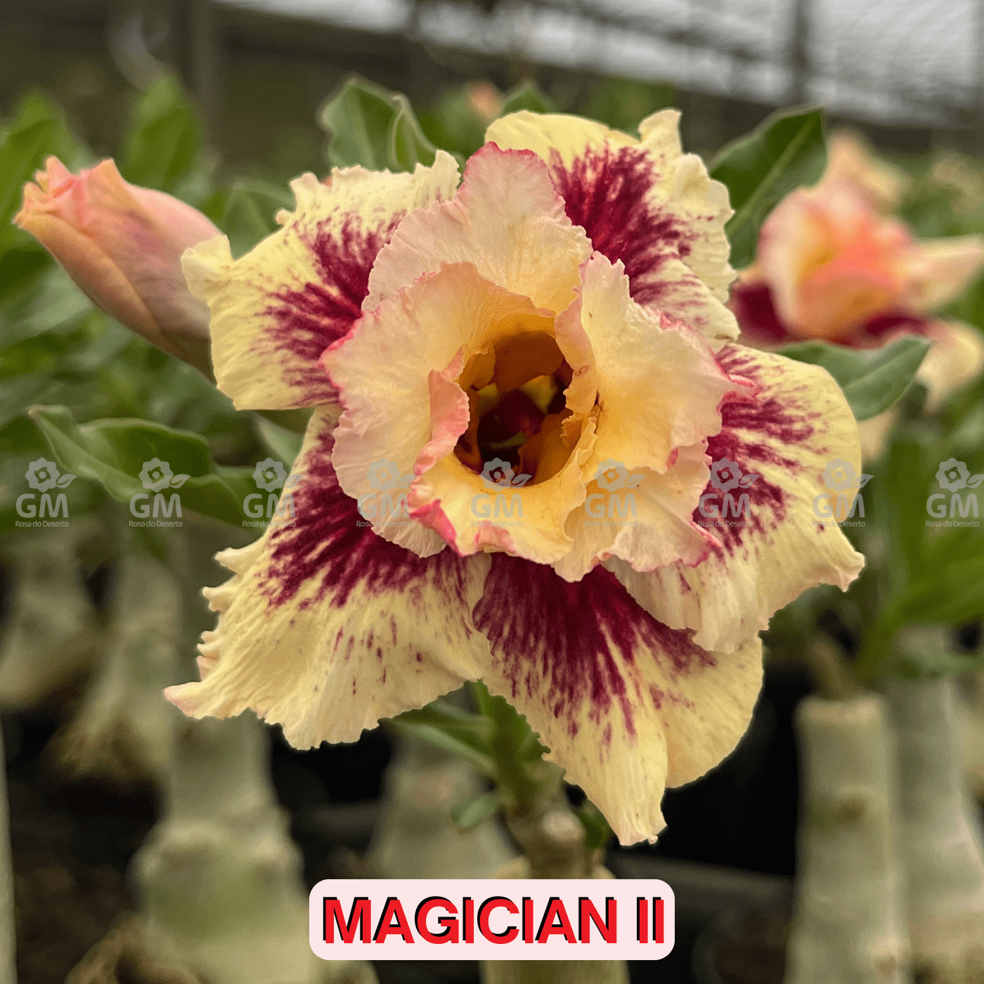 - Rosa do Deserto - MAGICIAN II - Gm Rosa Do Deserto