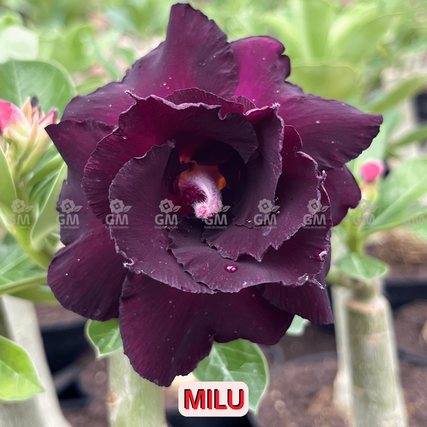 - Rosa do Deserto - MILU - Gm Rosa Do Deserto