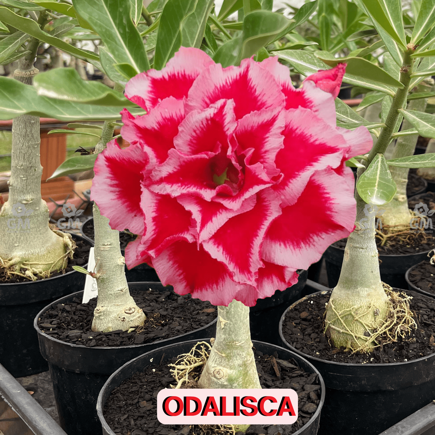 - Rosa do Deserto - ODALISCA - Gm Rosa Do Deserto