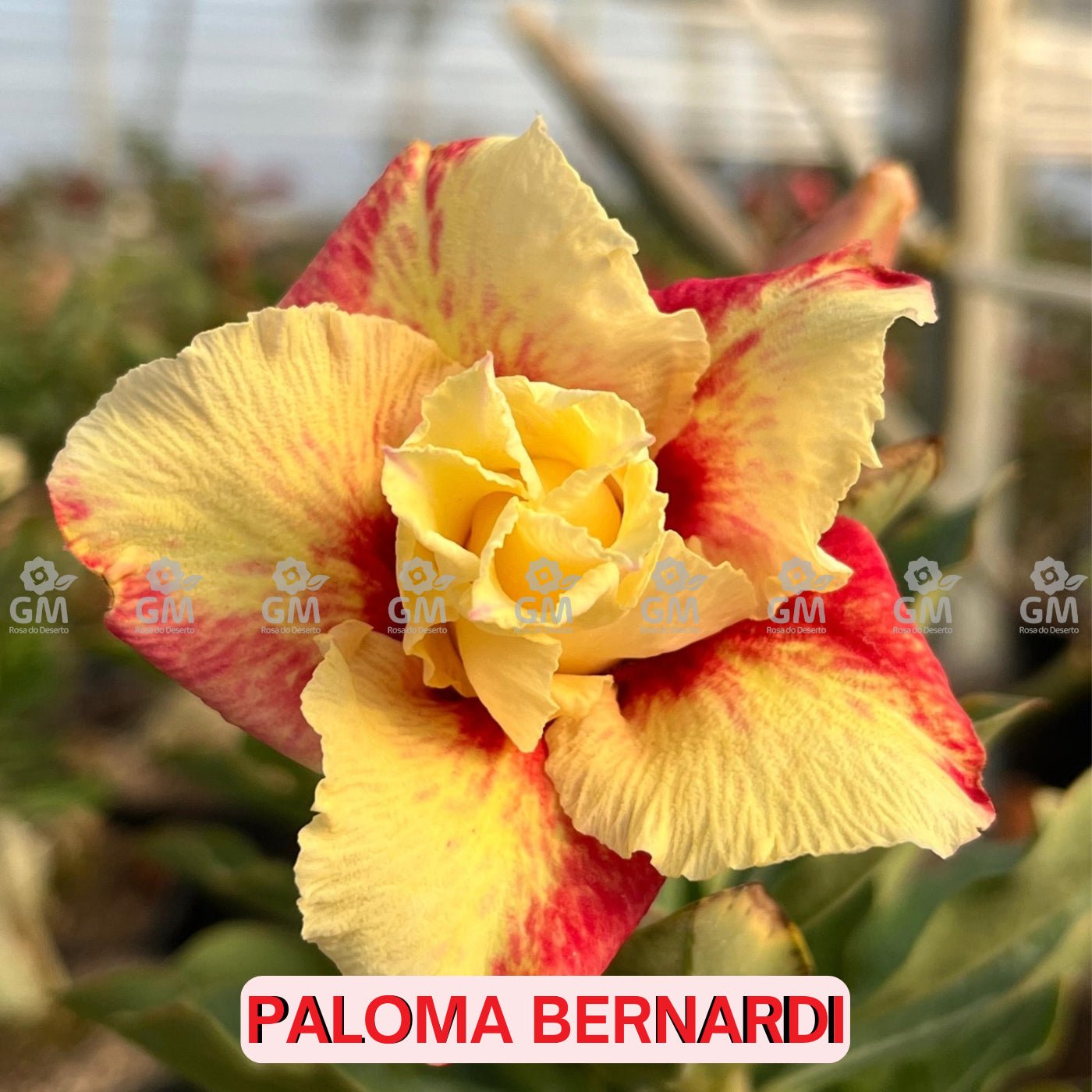 Rosa do Deserto - PALOMA BERNARDI - Gm Rosa Do Deserto