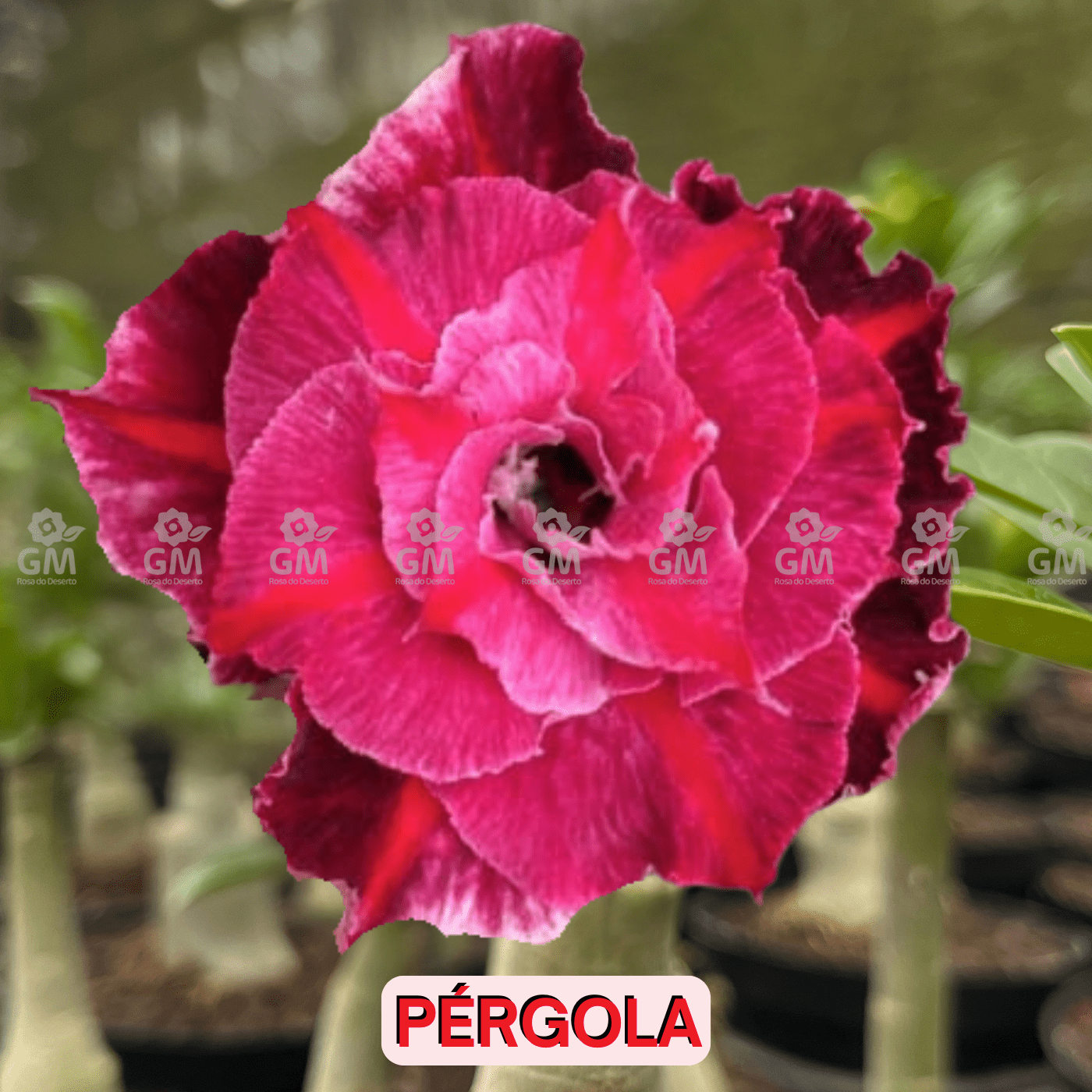 - Rosa do Deserto - PERGOLA - Gm Rosa Do Deserto