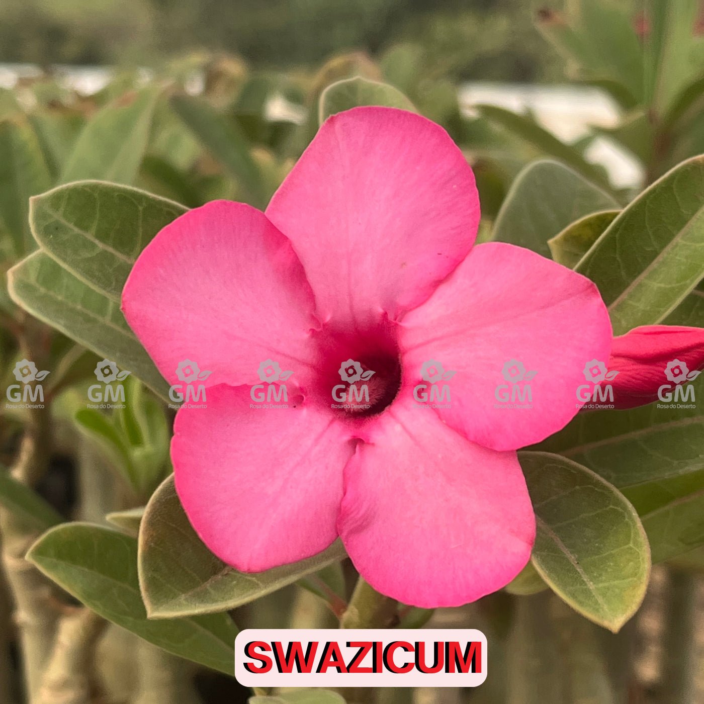 - Rosa do Deserto - SWAZICUM - Gm Rosa Do Deserto