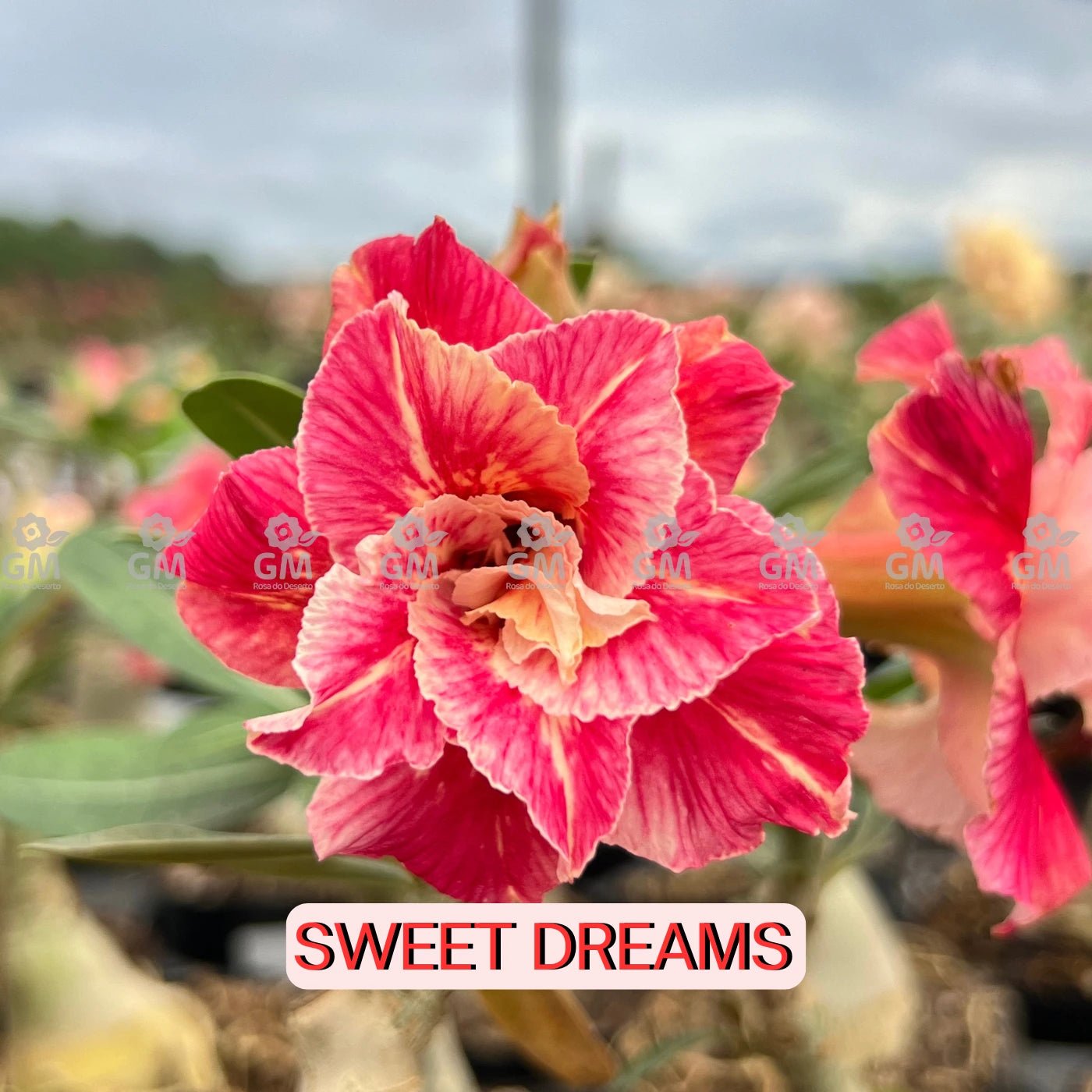 Rosa do Deserto - SWEET DREAMS ( IMPORTADA ) - Gm Rosa Do Deserto
