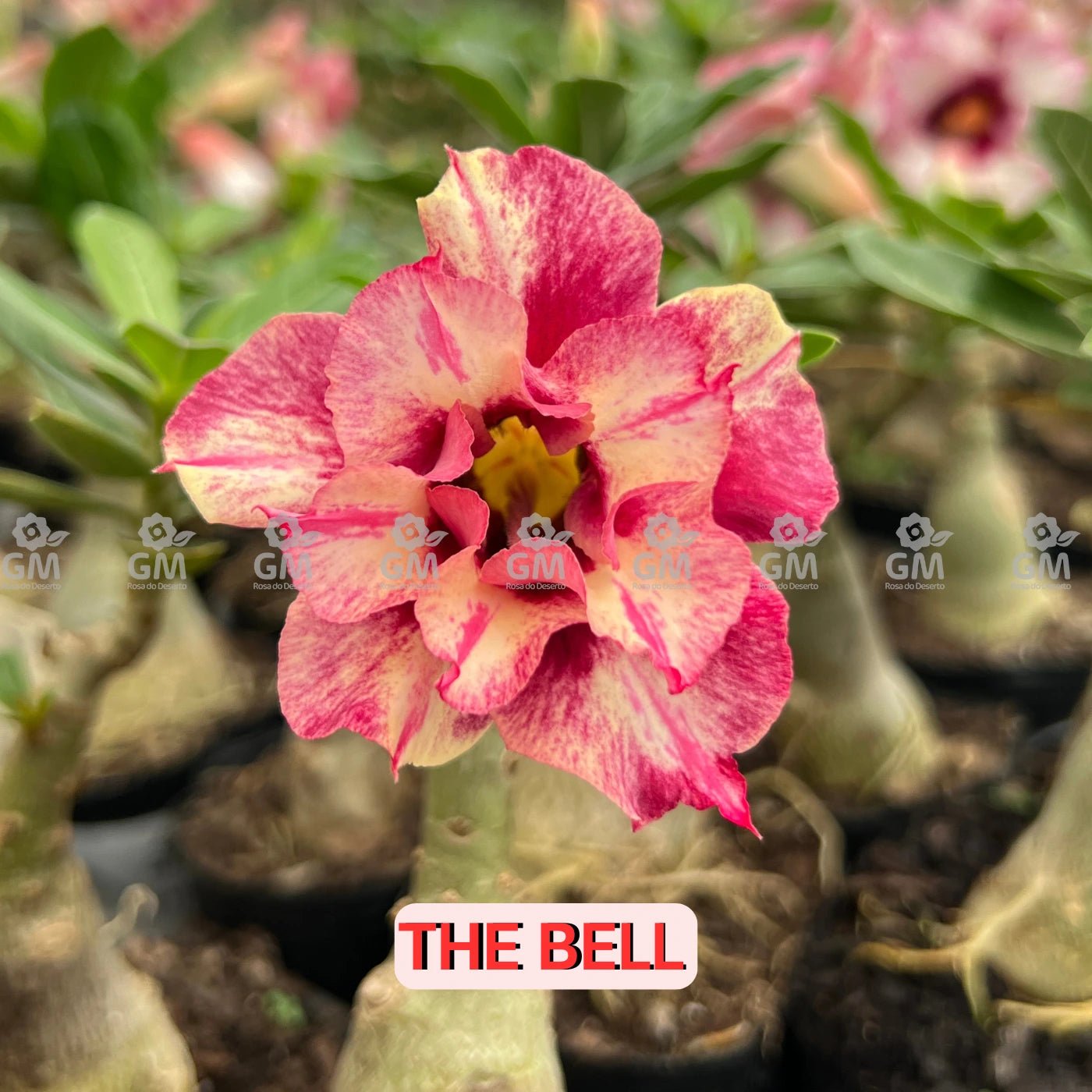 Rosa do Deserto - THE BELL ( PERFUMADA ) - Gm Rosa Do Deserto