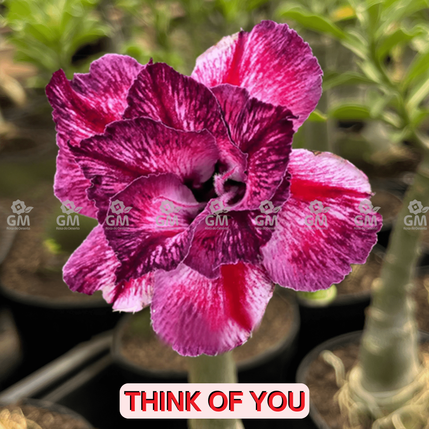 - Rosa do Deserto - THINK OF YOU - Gm Rosa Do Deserto