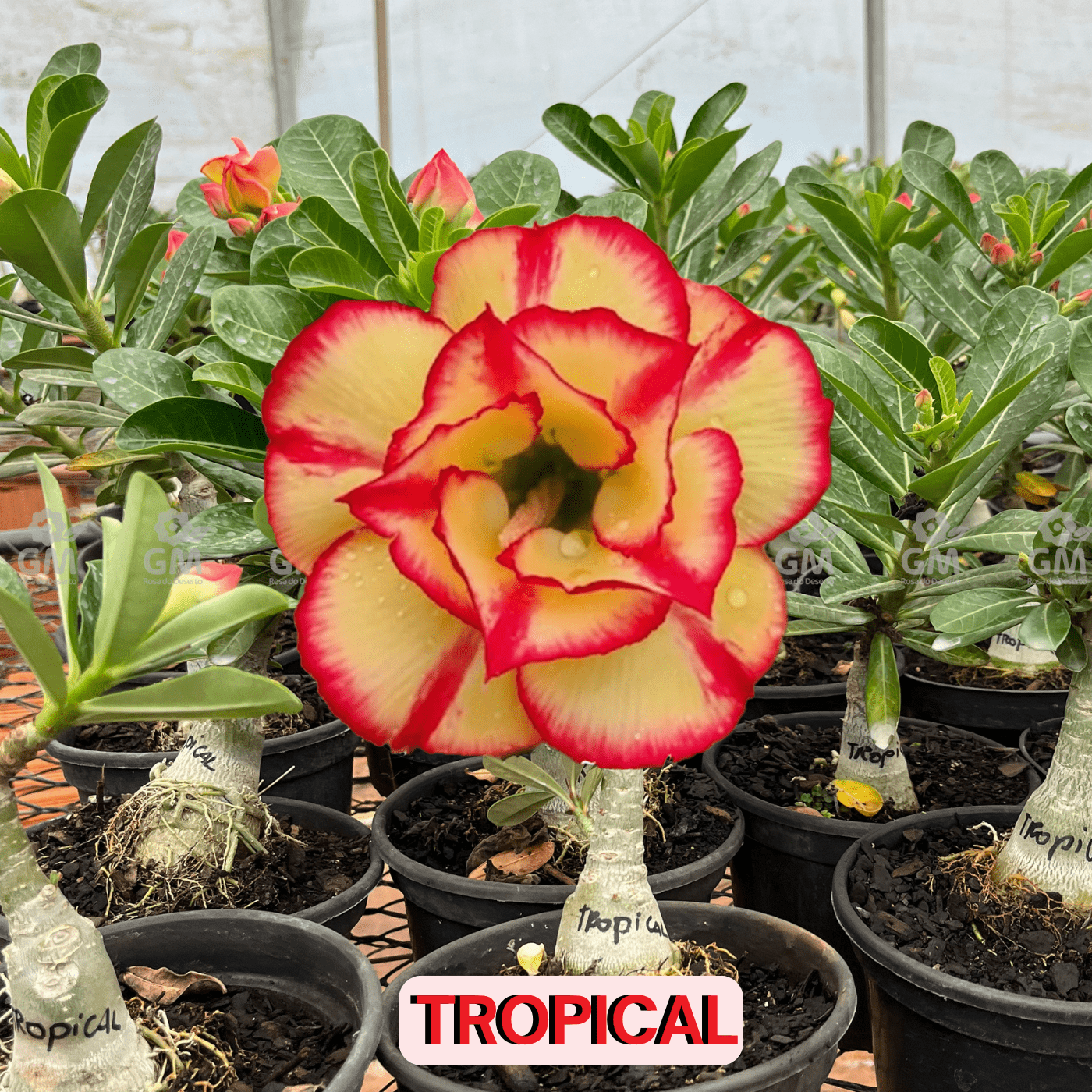 - Rosa do Deserto - TROPICAL - Gm Rosa Do Deserto
